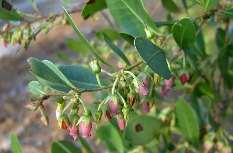 Fetterbush (Leucothoe Fontanesiana) — broadleaf evergreen / shrub for deep shade or shade; with minimal care, the Fetterbush becomes a, image 69