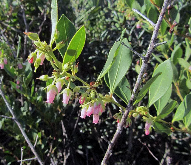 Fetterbush (Leucothoe Fontanesiana) — <br><br>Fetterbush thrives in US Department of Agriculture hardiness zones 5 through 8