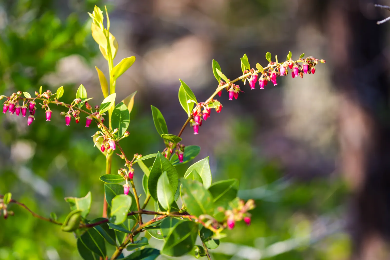 Fetterbush (Leucothoe Fontanesiana) — lance-shaped leaves that grow up to 4 inches long; making it an ideal choice for foundation plantings
