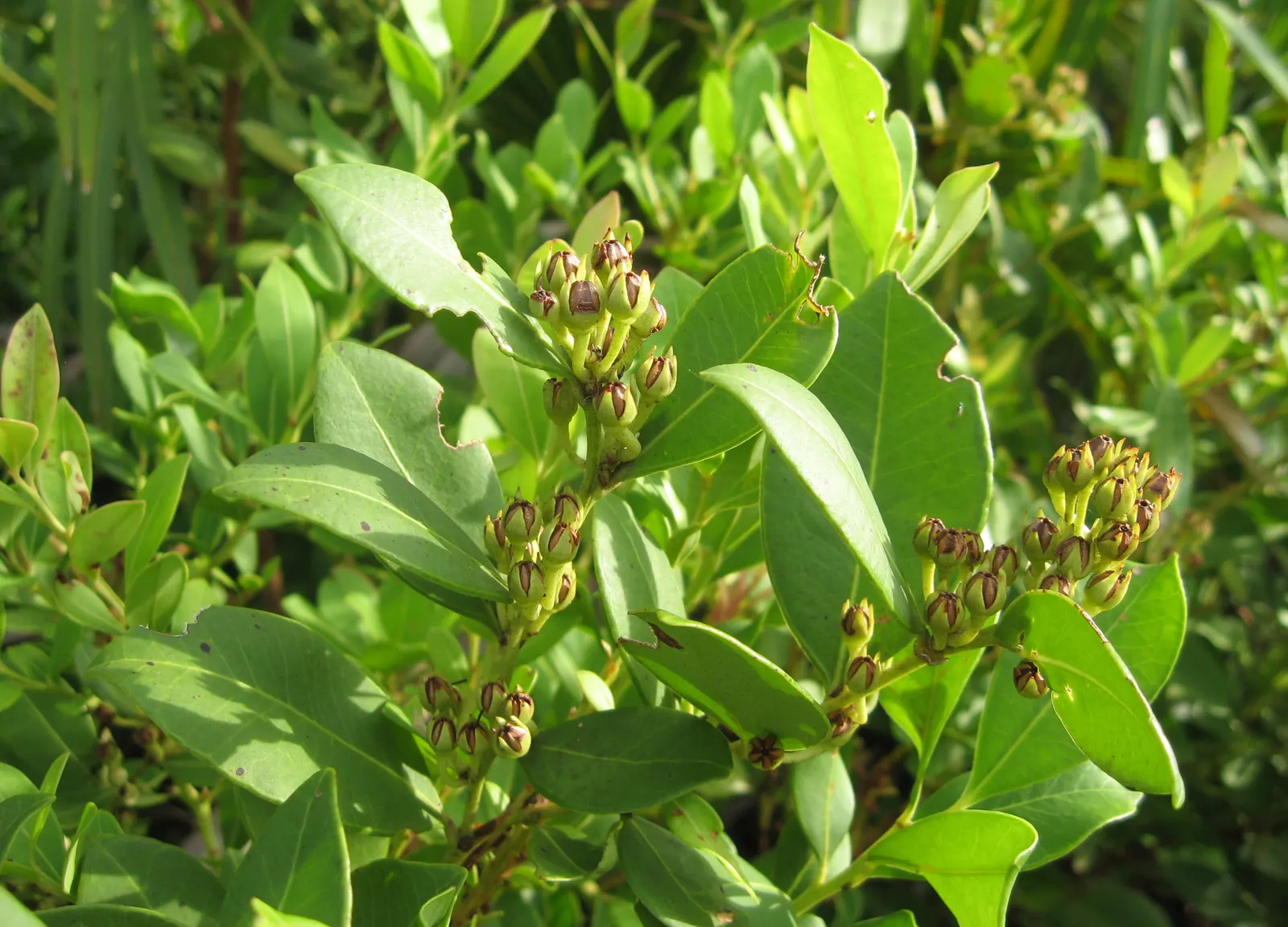 Fetterbush (Leucothoe Fontanesiana) — With minimal care, the Fetterbush becomes a low-maintenance, high-impact element in any garden; broadleaf evergreen /