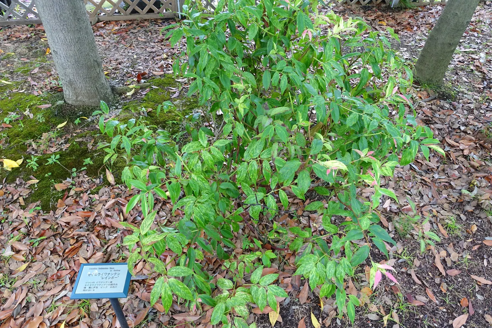 Fetterbush (Leucothoe Fontanesiana) — is a versatile evergreen shrub with arching branches and rich; woodland gardens or as part of a mixed shrub, image 71