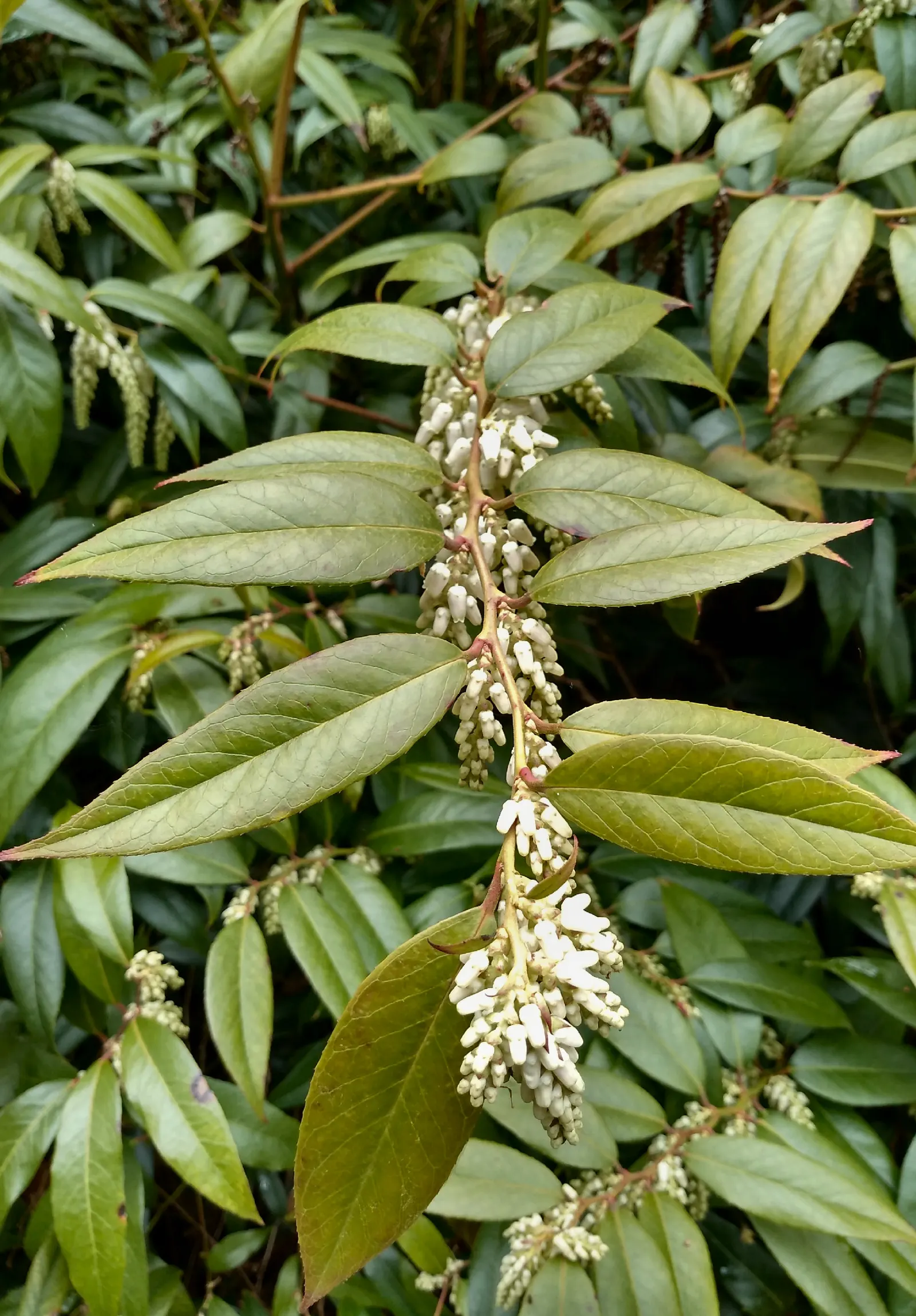 Fetterbush (Leucothoe Fontanesiana) — Ideal for partial to full shade, it features dainty white flowers in spring; with a spread of 4 to 5 feet, image 74