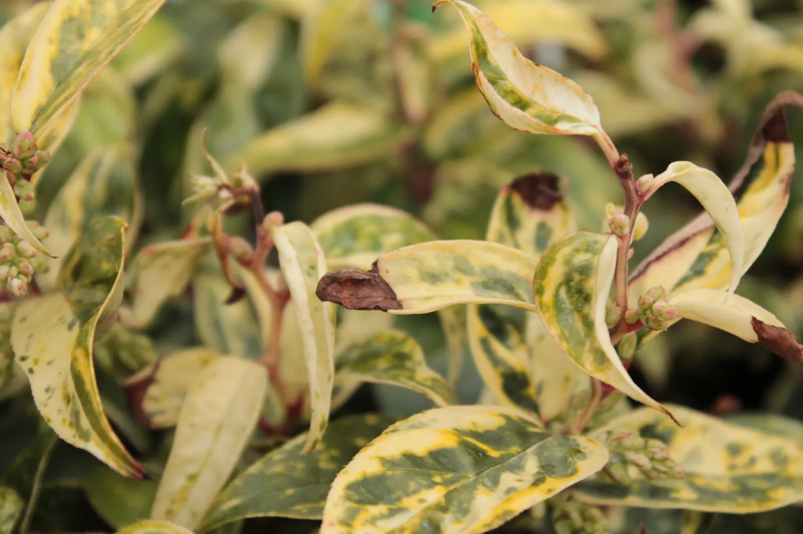 Fetterbush (Leucothoe Fontanesiana) — making it an ideal choice for foundation plantings; white flowers in the garden, image 56