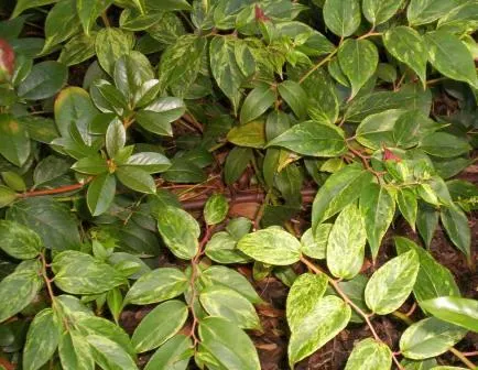 Fetterbush (Leucothoe Fontanesiana) — preferring part shade to full shade conditions; emitting a subtle fragrance and providing a nectar source for, image 59