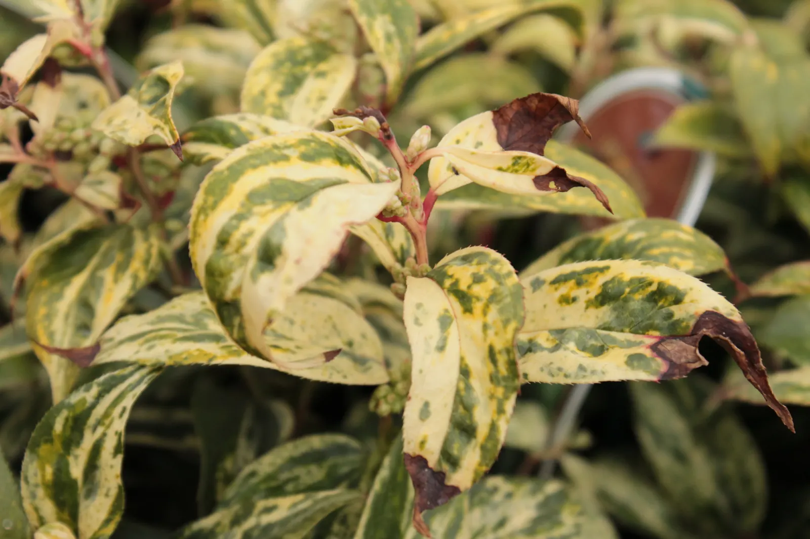 Fetterbush (Leucothoe Fontanesiana) — With minimal care, the Fetterbush becomes a low-maintenance, high-impact element in any garden; broadleaf, image 66