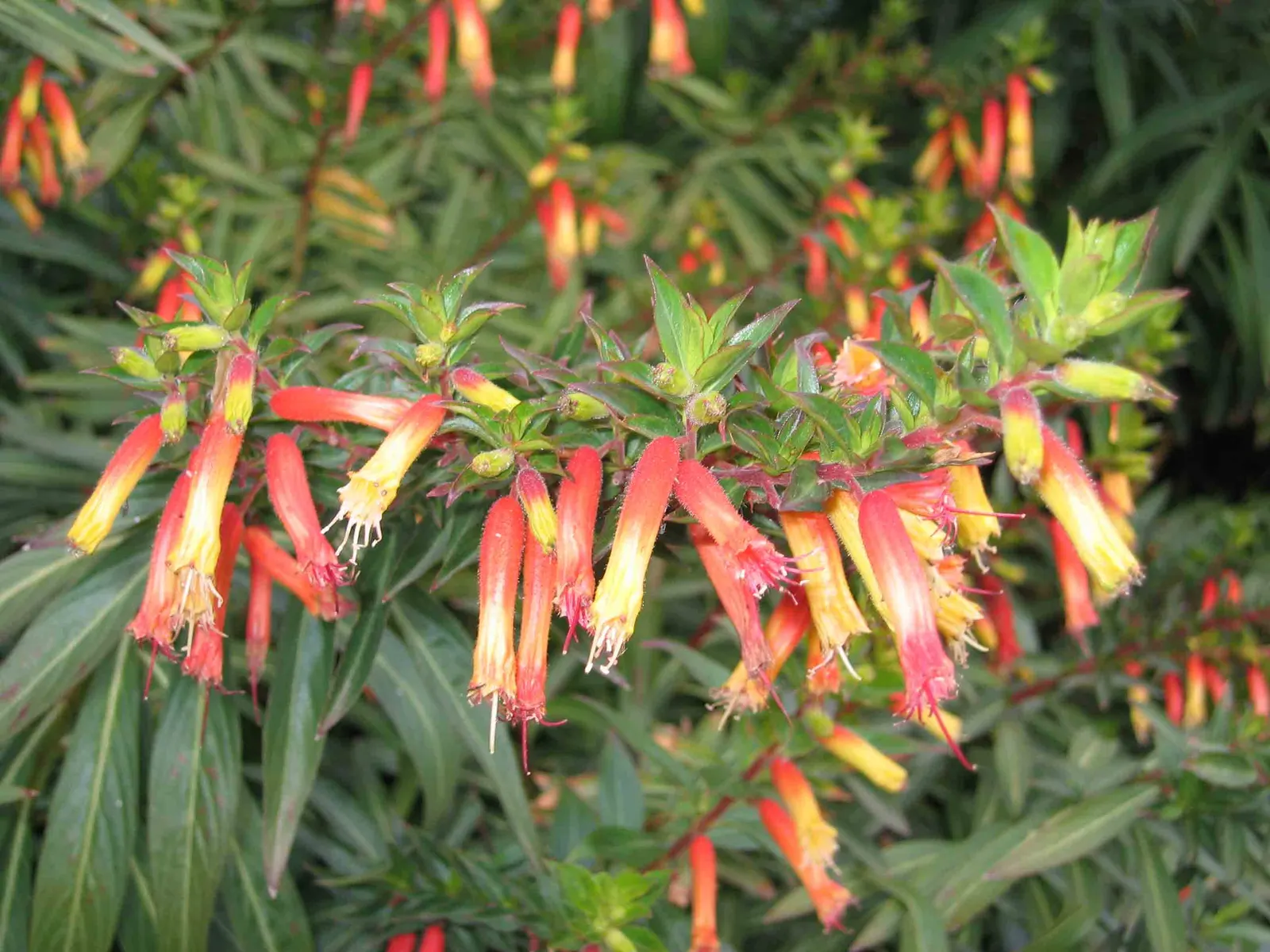 Mexican Cigar Plant (Cuphea Ignea 'Matchless') — orange-red flowers mimicking lit cigars