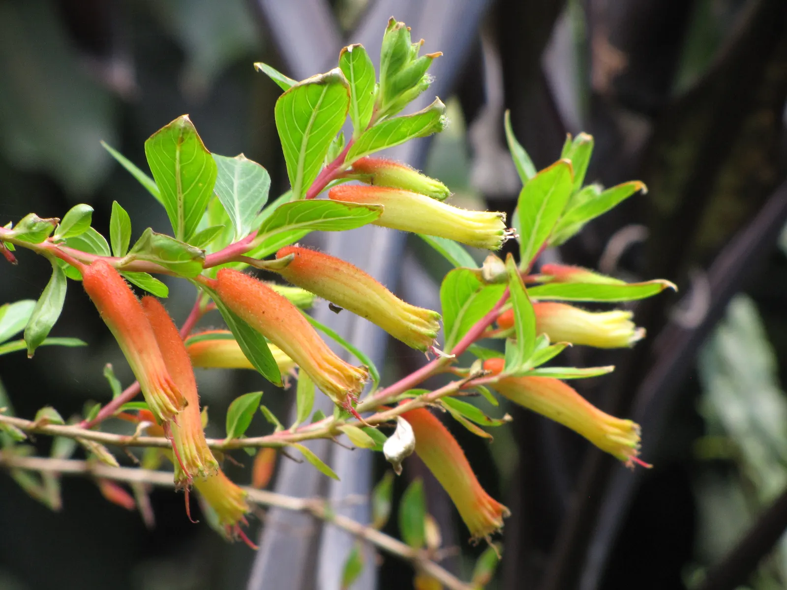 Mexican Cigar Plant (Cuphea Ignea 'Matchless') — is a vibrant perennial with tubular