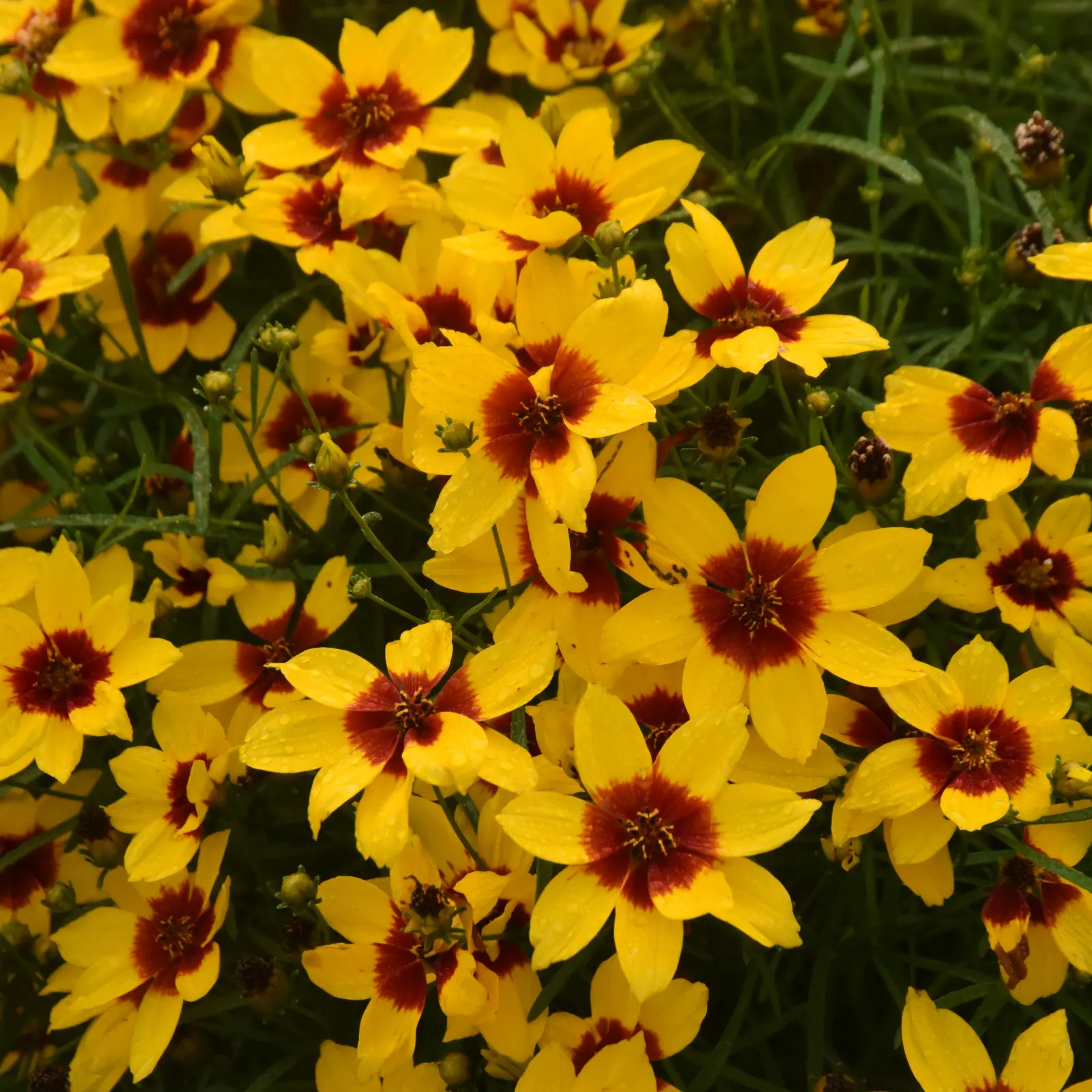 'Golden Needles' Threadleaf Coreopsis (Coreopsis verticillata) — It matures at 18-20 inches tall and 20-22 inches wide