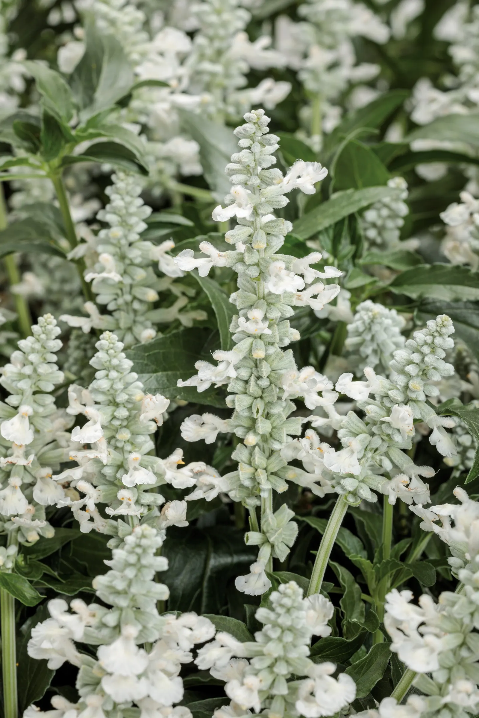 White Mealycup Sage (Salvia farinacea) — The Salvia farinacea 'White' is an upright annual salvia with crisp white flower spikes