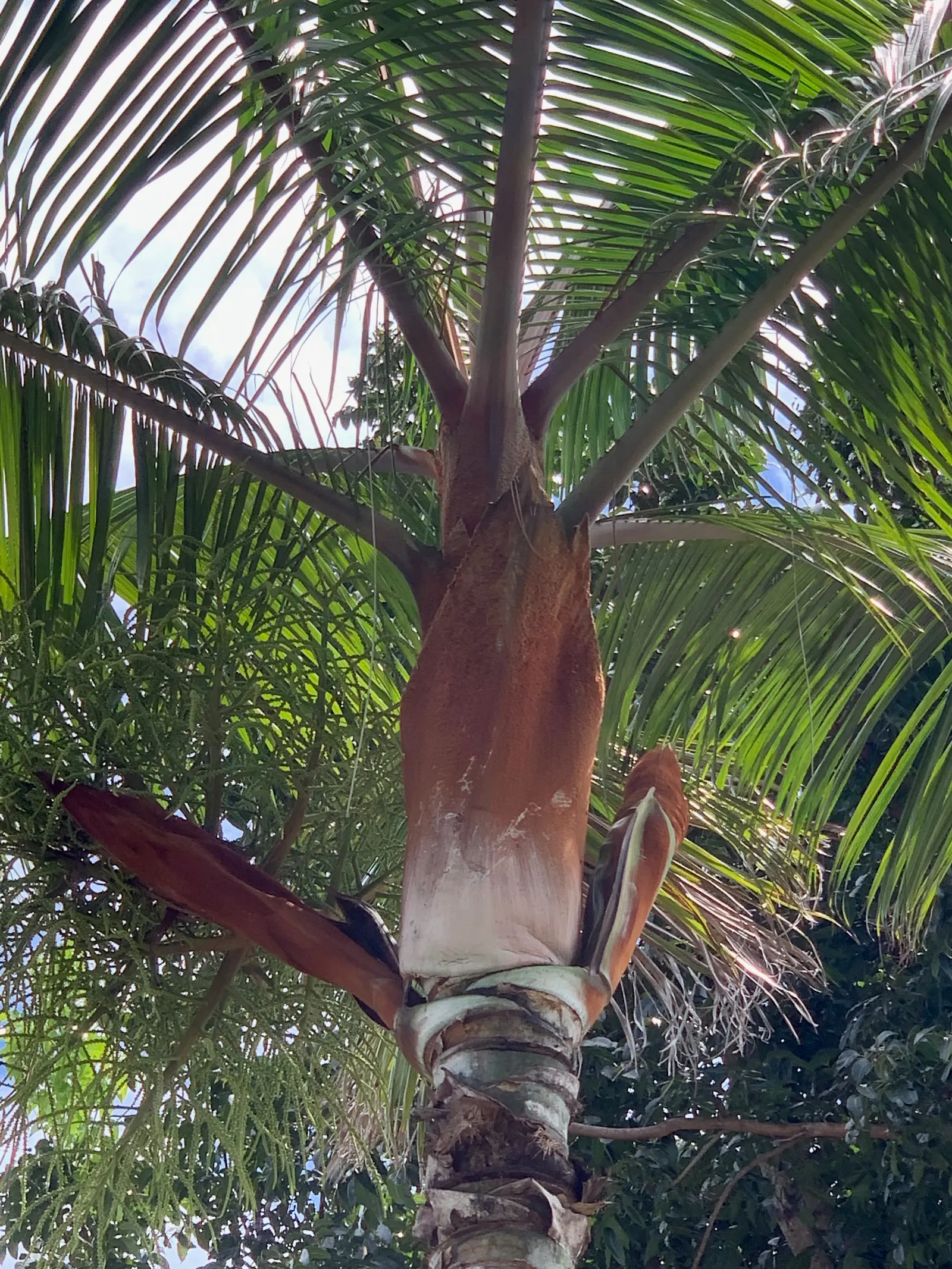 Teddy Bear Palm (Dypsis lastelliana) — It requires consistent moisture but cannot tolerate waterlogged roots