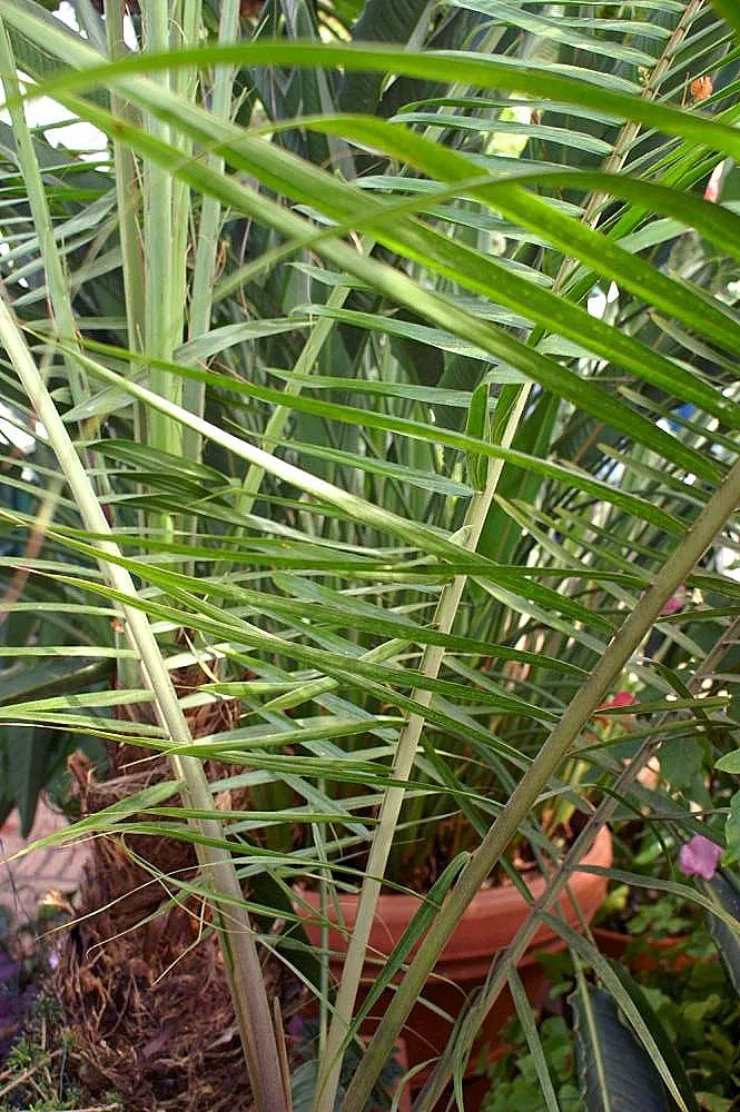 Teddy Bear Palm (Dypsis lastelliana) — It prefers warm climates (USDA zones 10-11), requires partial to full sun, and moderate watering