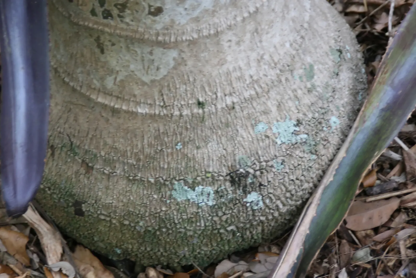 Teddy Bear Palm (Dypsis lastelliana) — the Teddy Bear Palm is ideally used as a specimen or feature plant due to its unique texture and form