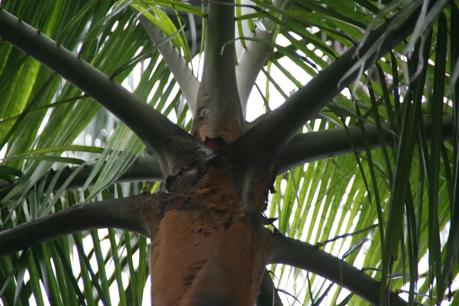 Teddy Bear Palm (Dypsis lastelliana) — and emerge from the furry crown shaft