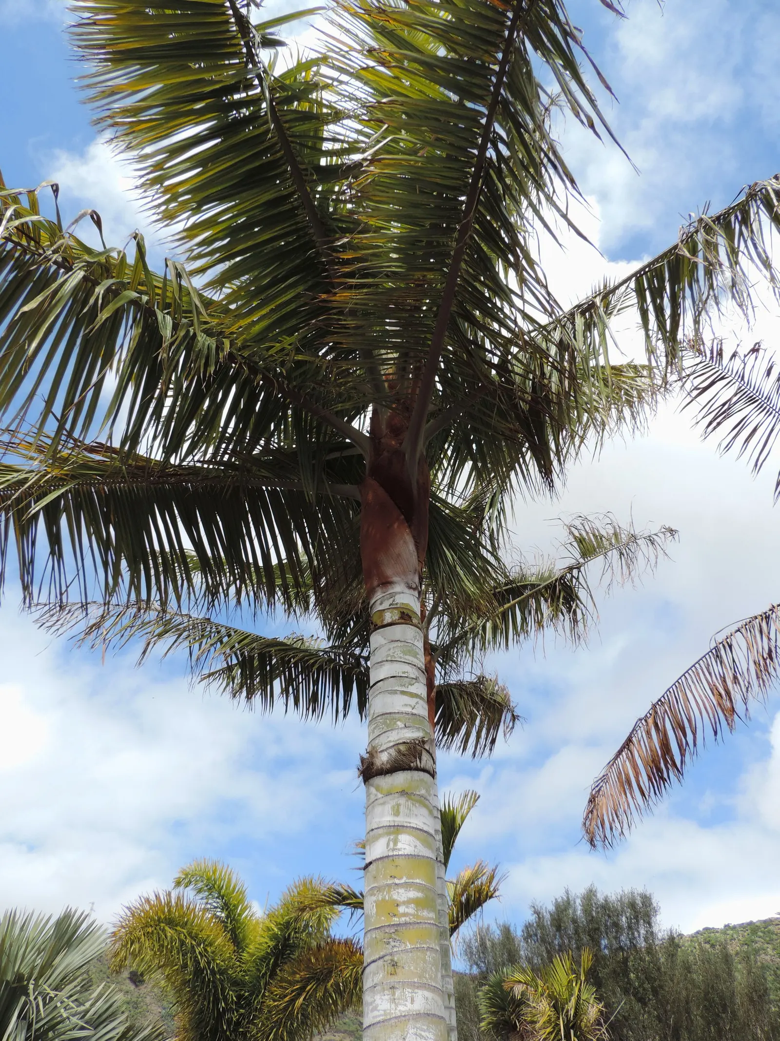 Teddy Bear Palm (Dypsis lastelliana) — feather-leaved palm that originates from the rainforests of Madagascar