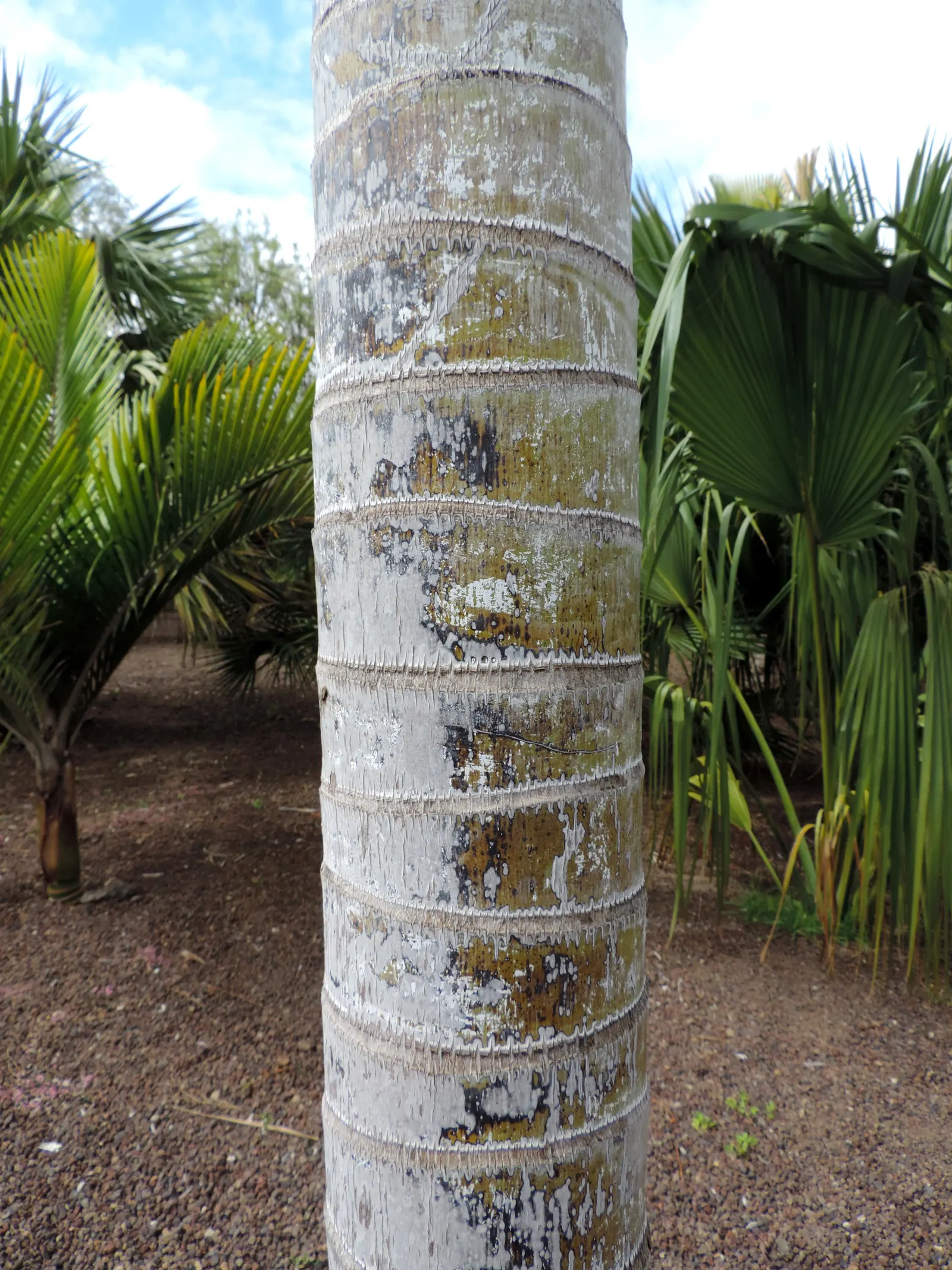 Teddy Bear Palm (Dypsis lastelliana) — scientifically known as Dypsis leptocheilos (formerly Neodypsis lastelliana)