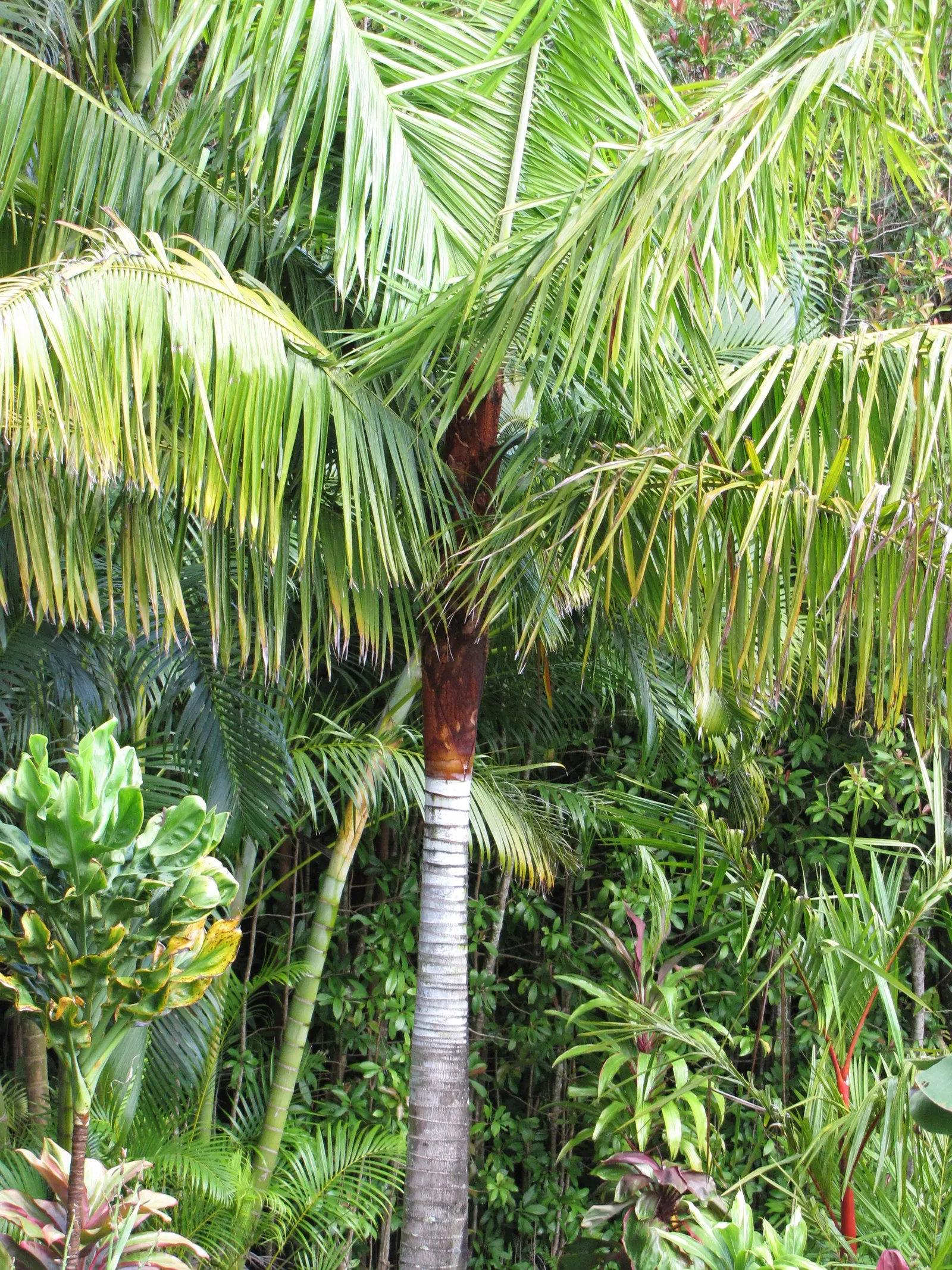 Teddy Bear Palm (Dypsis lastelliana) — displaying a lush green color