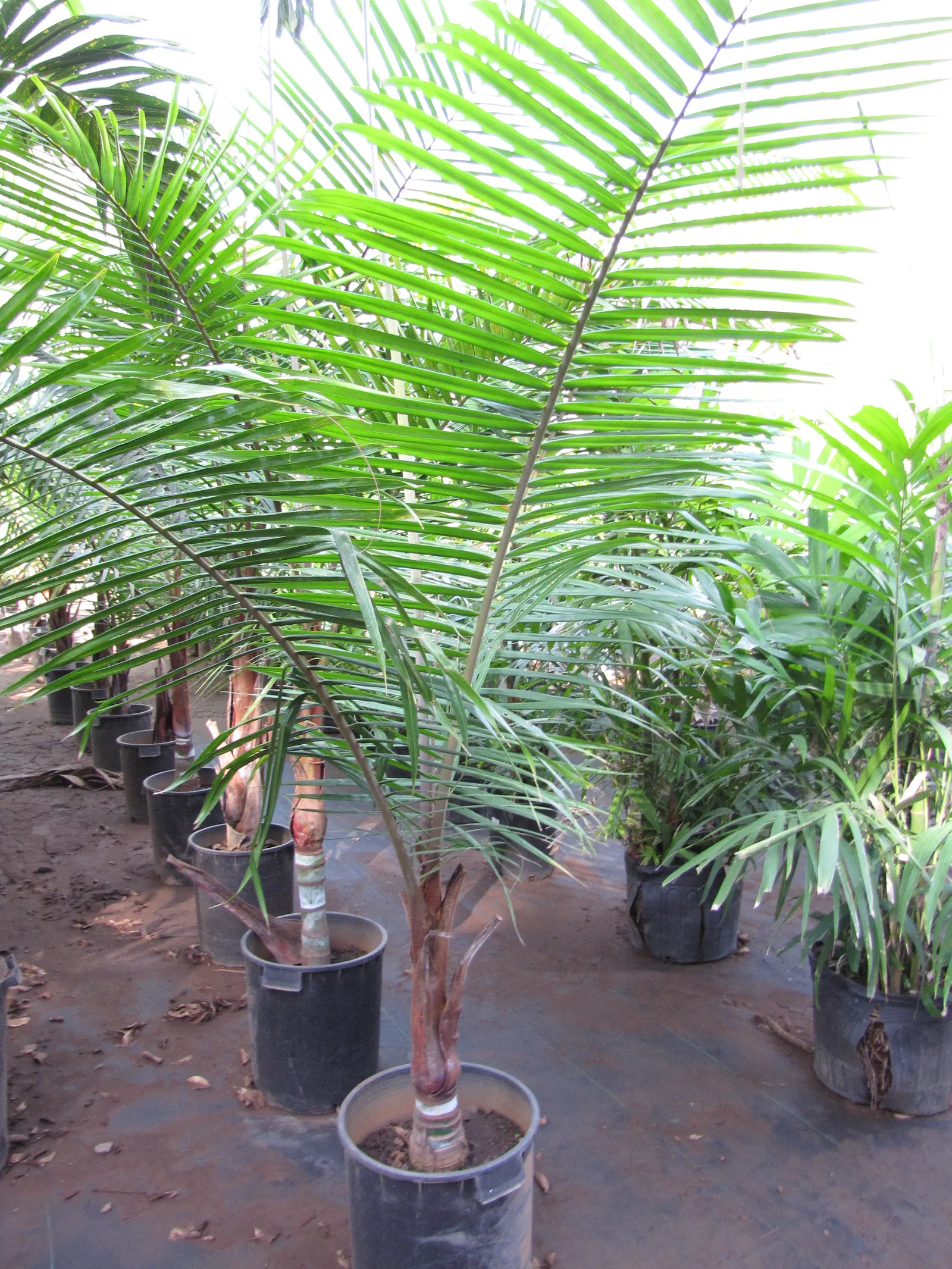 Teddy Bear Palm (Dypsis lastelliana) — humid climates (USDA zones 10 to 11) and enjoys a well-drained