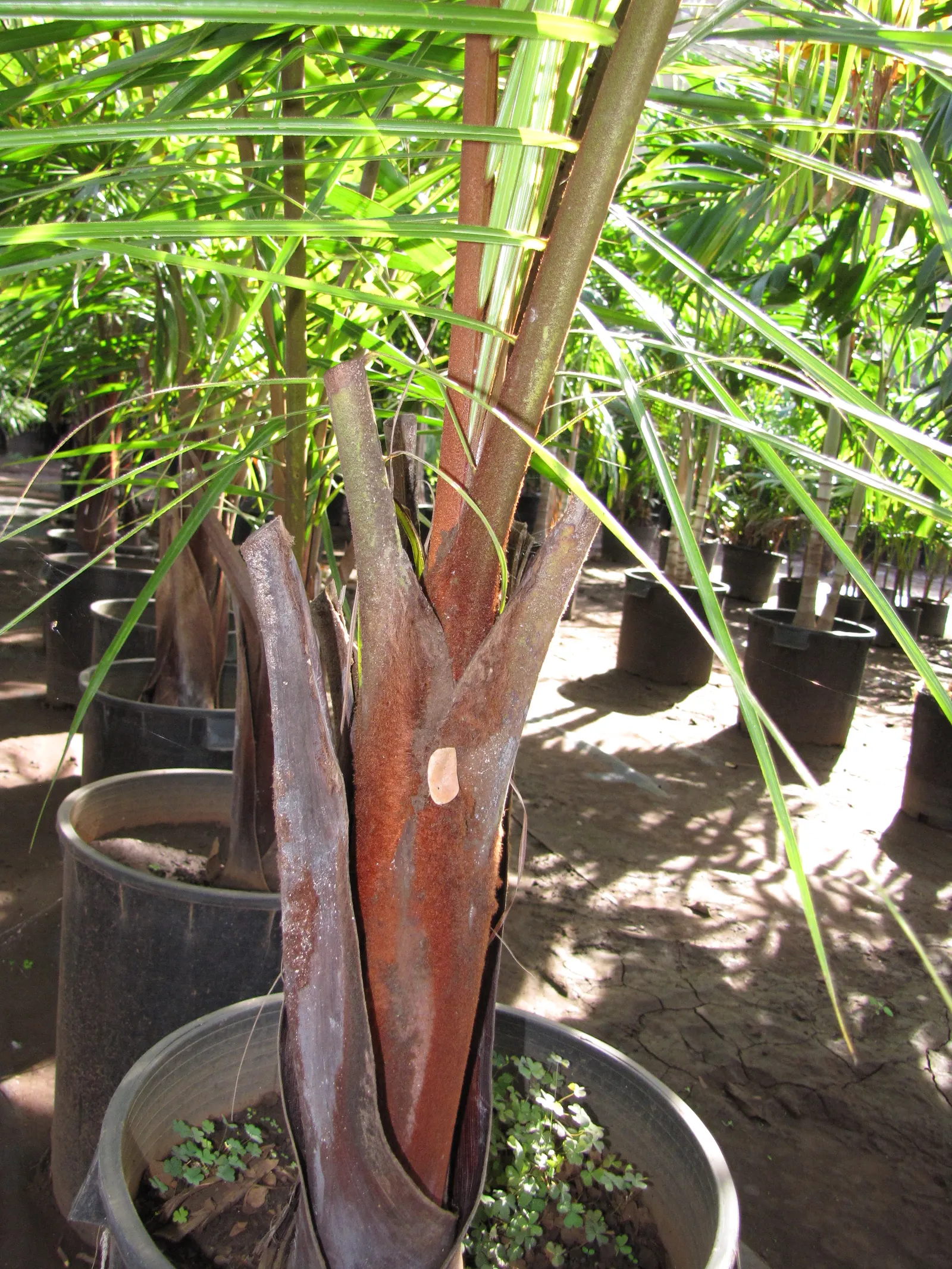 Teddy Bear Palm (Dypsis lastelliana) — It can be placed strategically for dramatic lighting effects or as a natural privacy screen