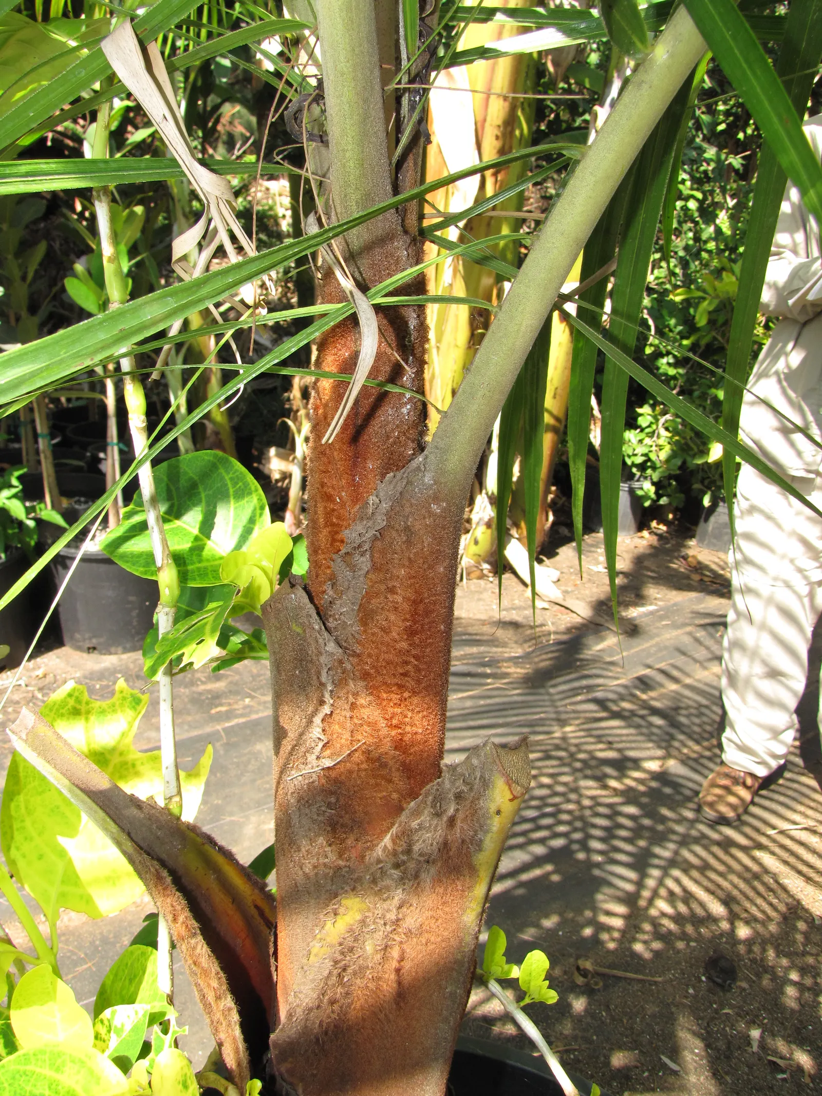 Teddy Bear Palm (Dypsis lastelliana) — with a spread of about 5 to 10 feet
