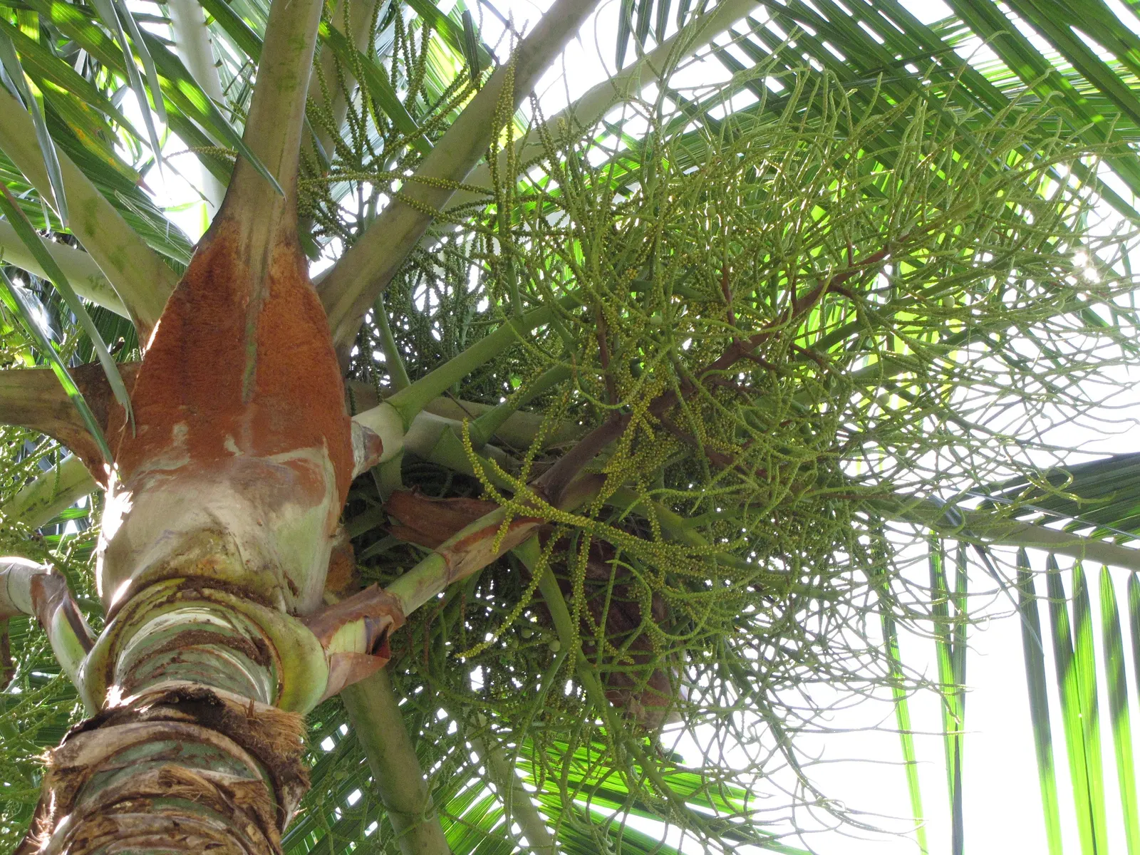 Teddy Bear Palm (Dypsis lastelliana) — this palm reaches heights of 20-25 feet