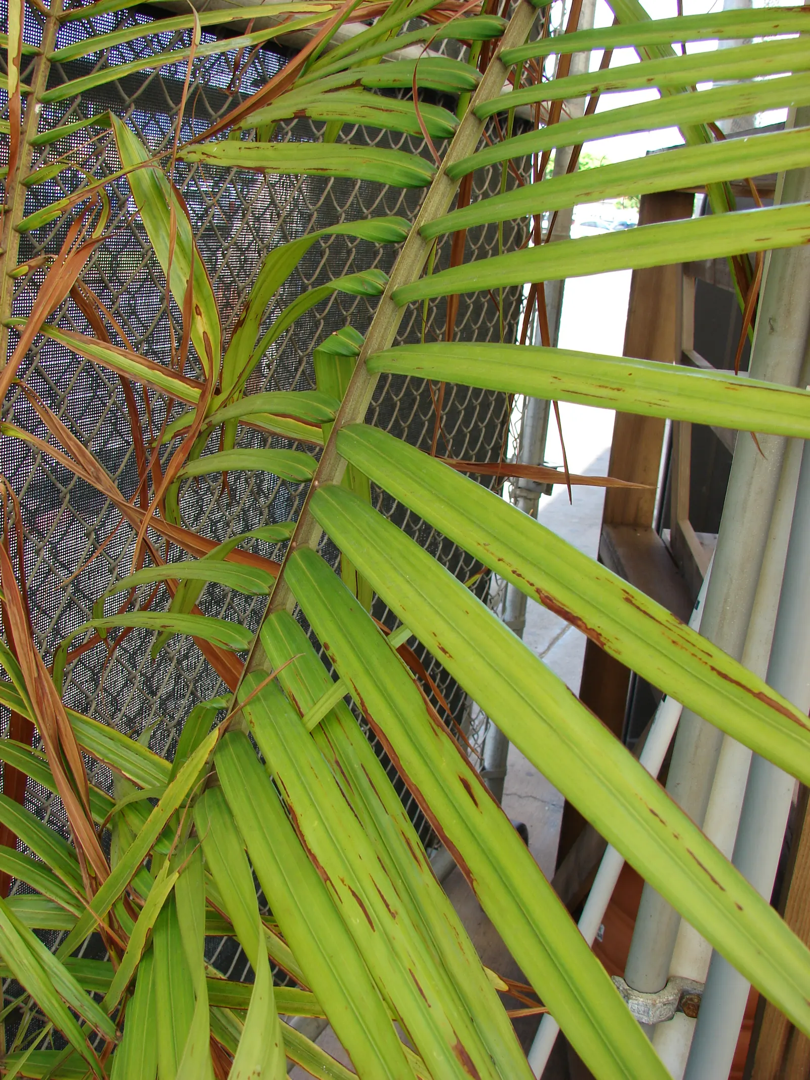 Teddy Bear Palm (Dypsis lastelliana) — With its distinctive reddish-brown