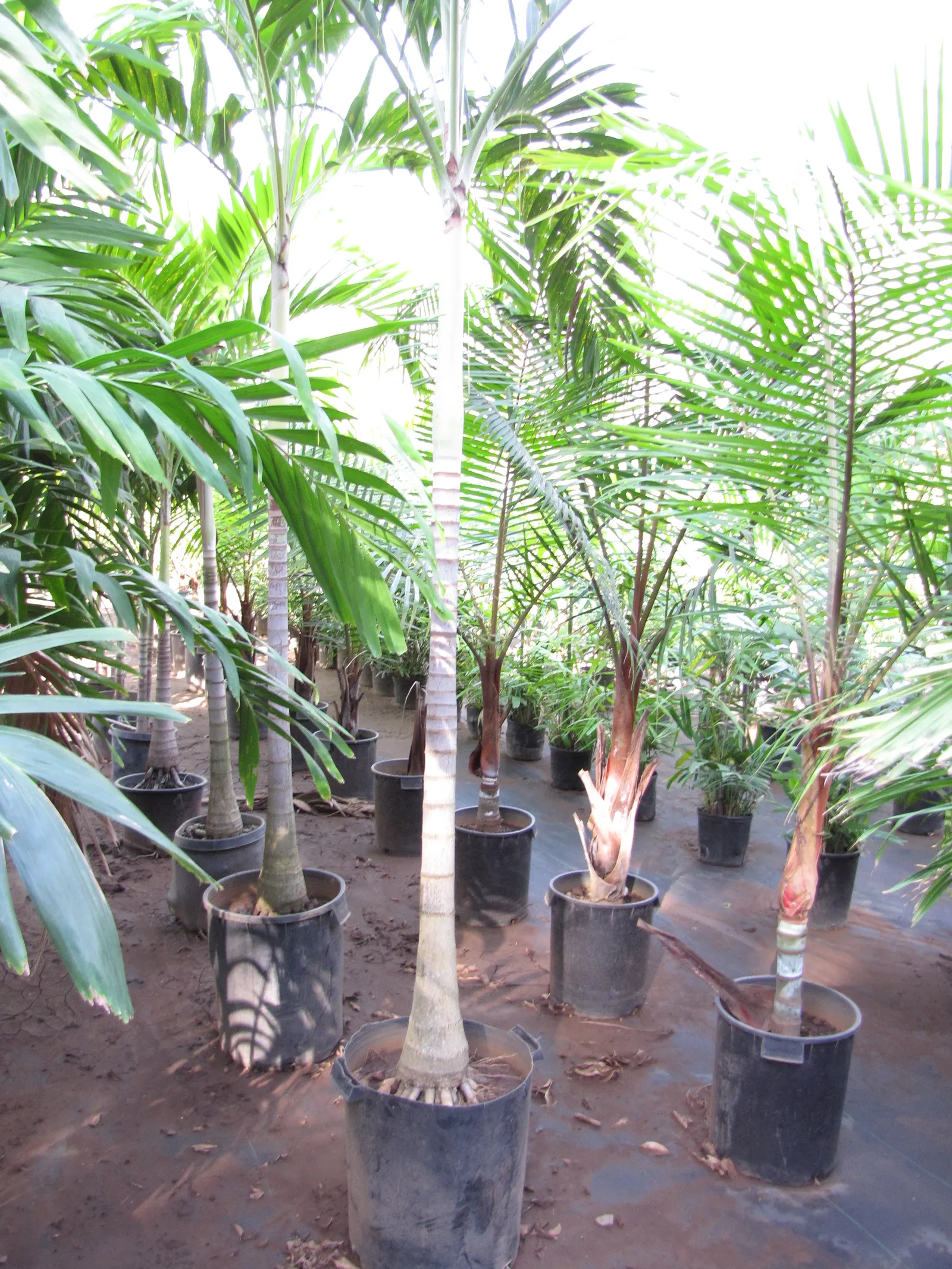 Teddy Bear Palm (Dypsis lastelliana) — fuzzy crown shaft reminiscent of a teddy bear