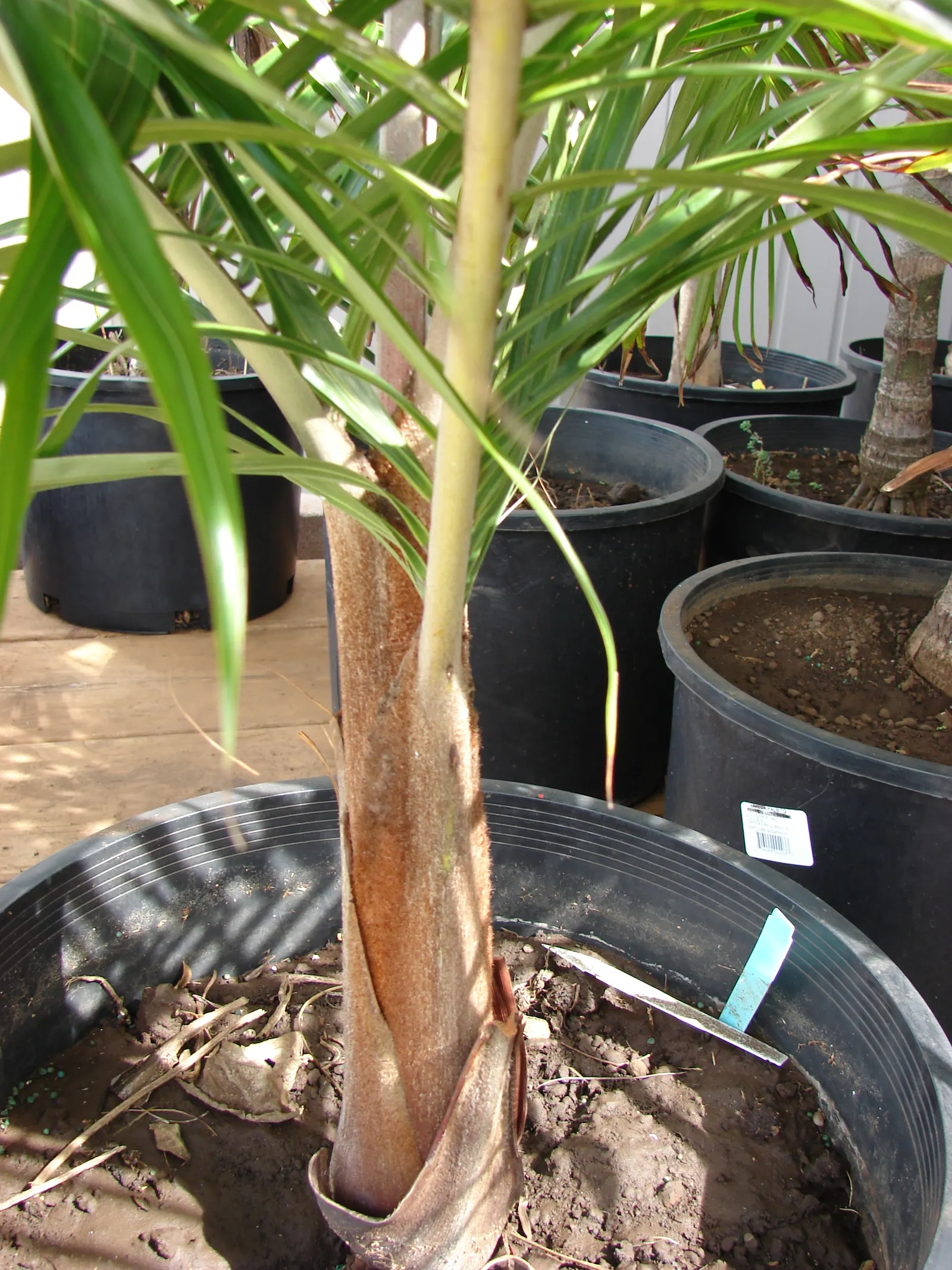 Teddy Bear Palm (Dypsis lastelliana) — Characterized by its reddish-brown