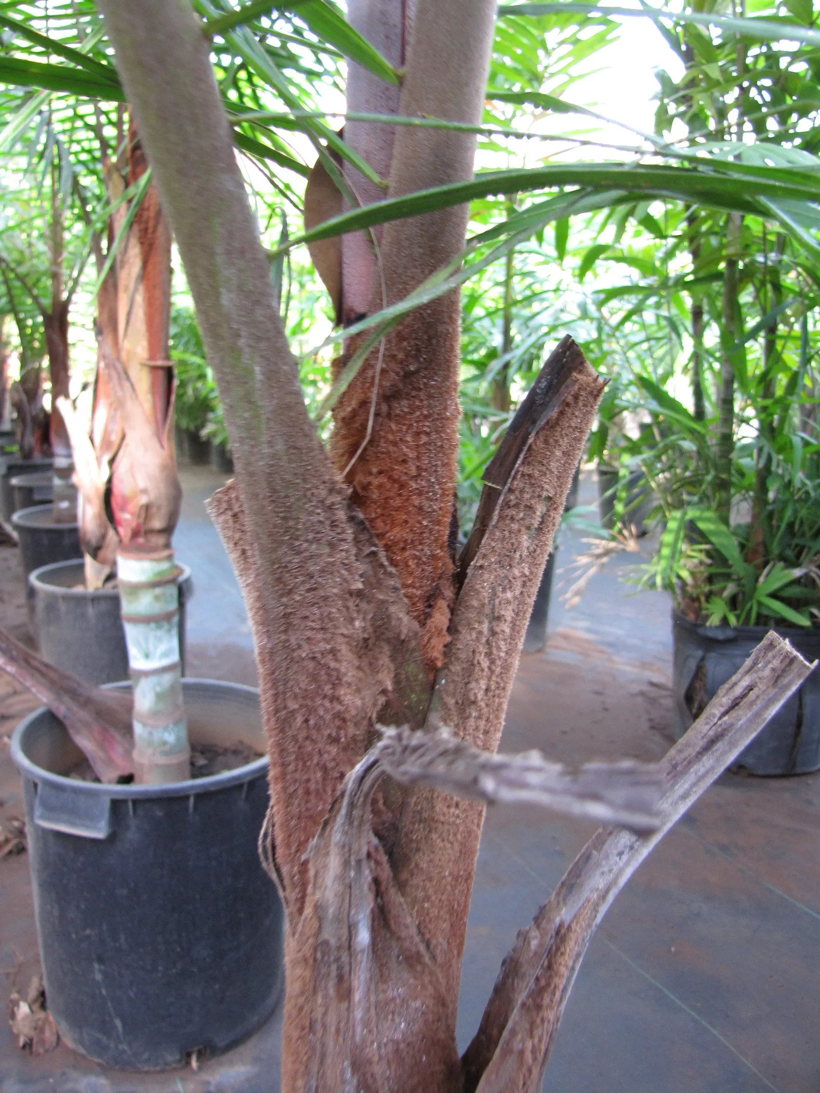 Teddy Bear Palm (Dypsis lastelliana) — thus regular but not excessive watering is key.<br><br>In landscape design