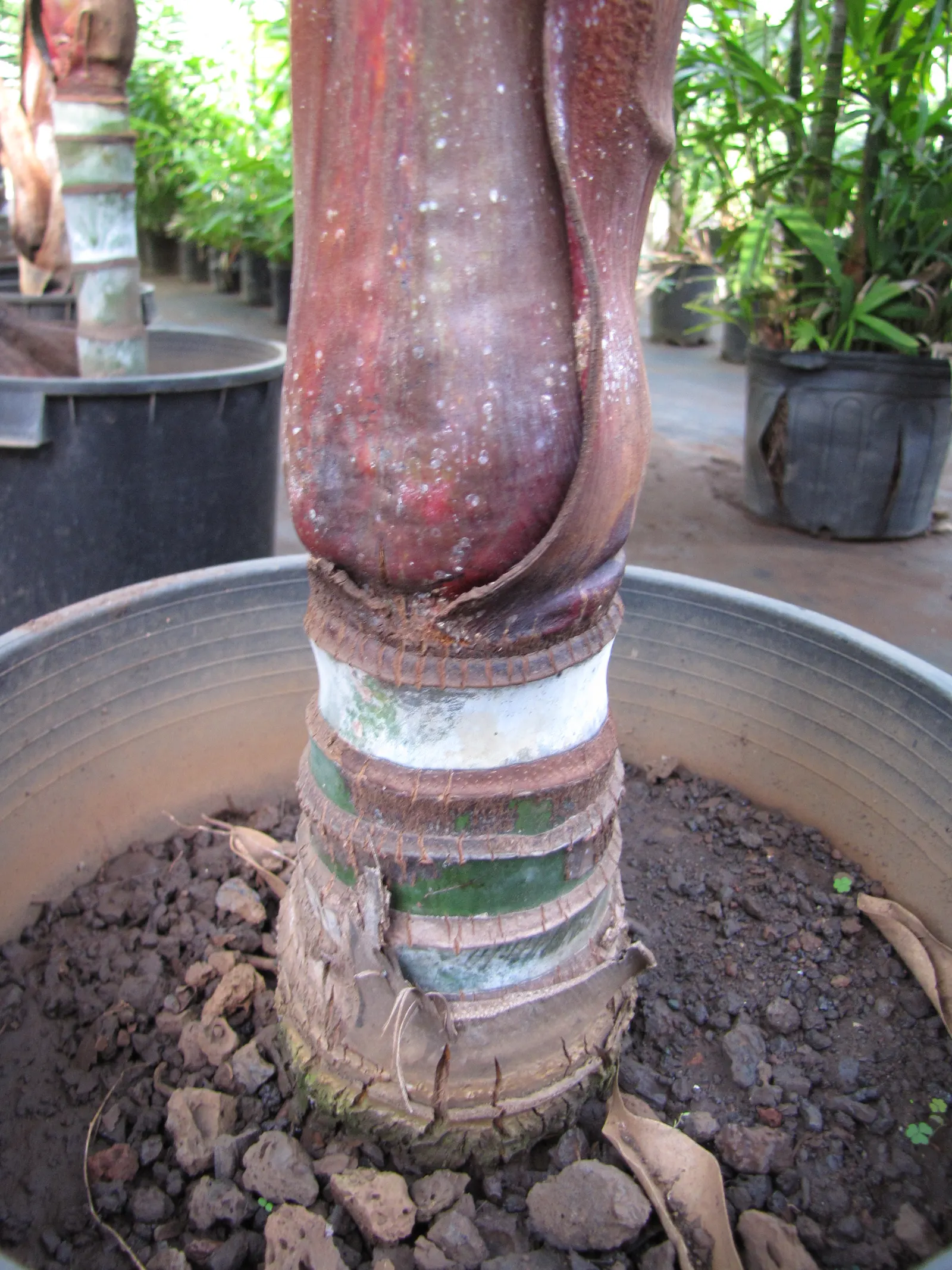 Teddy Bear Palm (Dypsis lastelliana) — slightly acidic to neutral soil composition