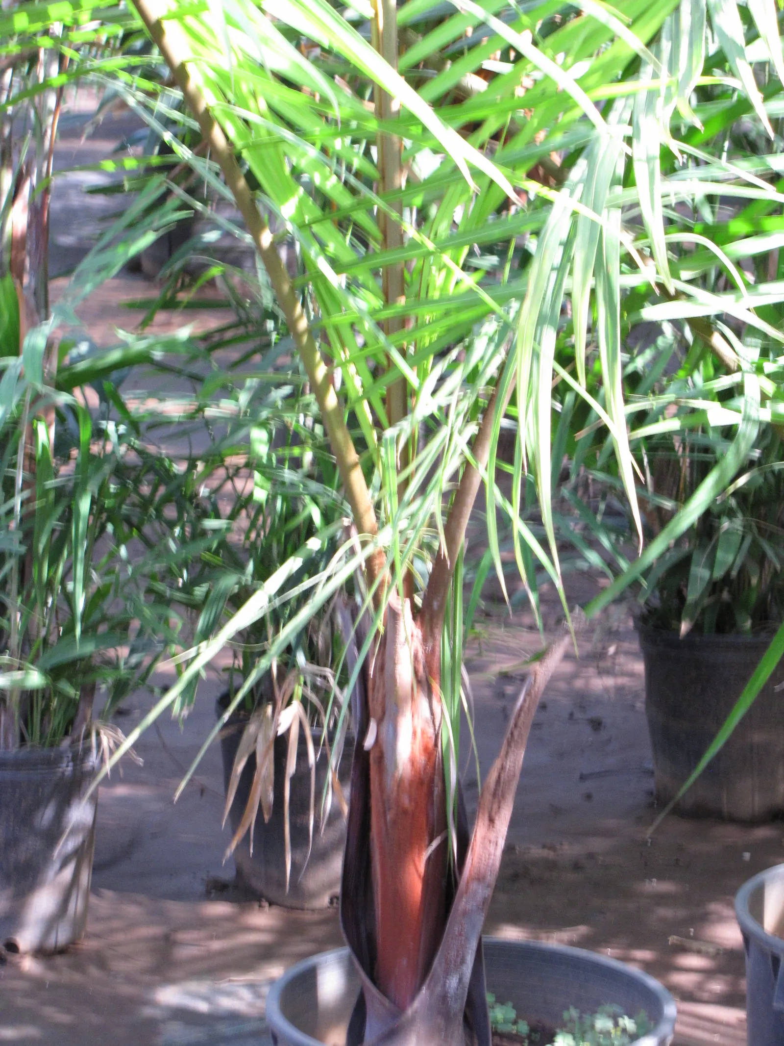 Teddy Bear Palm (Dypsis lastelliana) — creating a soft and approachable aesthetic