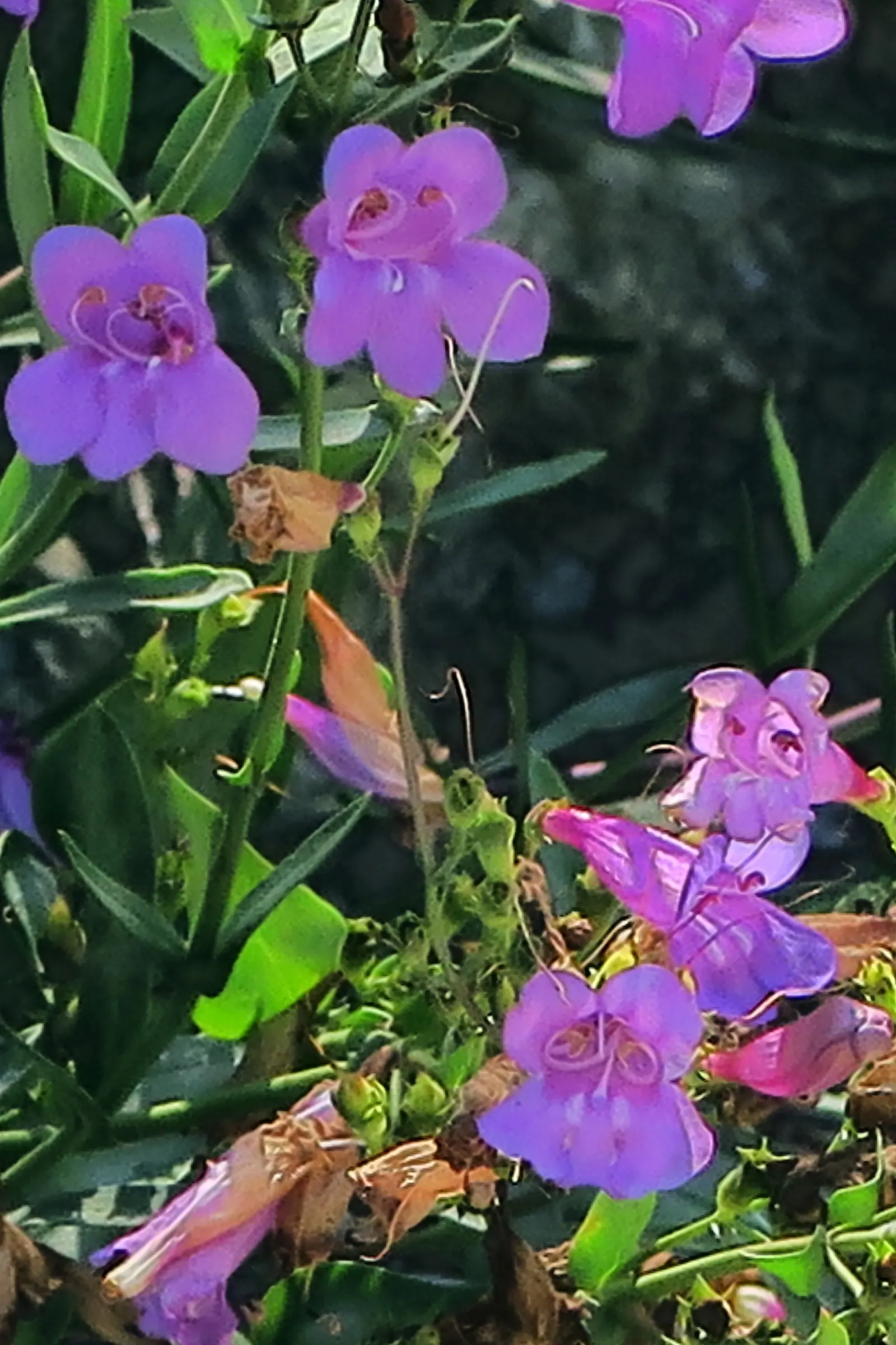 Beard Tongue (Penstemon Species) — commonly known as Beard Tongue