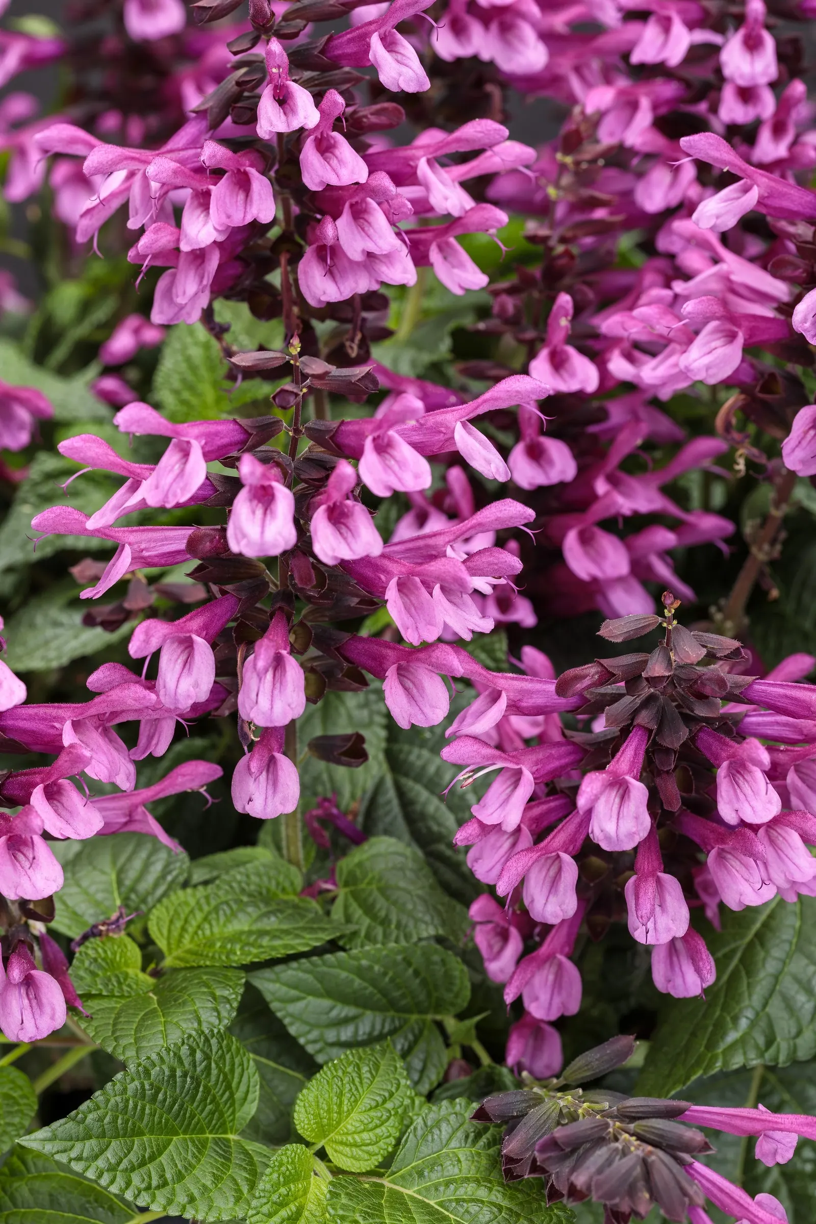 Pink Salvia — perfectly sized for containers and great for the front to the middle of beds and as a thriller in pots.; and it will branch out and, image 34