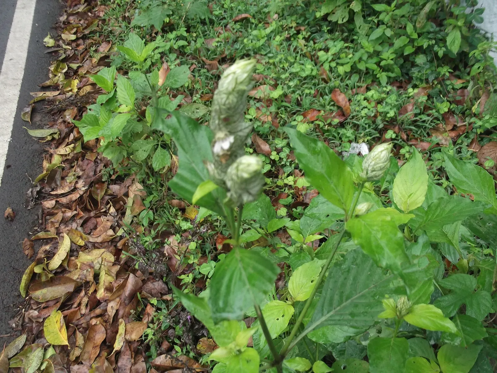 Shrimp Plant (Justicia Brandegeeana) — is a captivating perennial that adds a touch of the tropics to any garden design; delivering moderate water, image 97