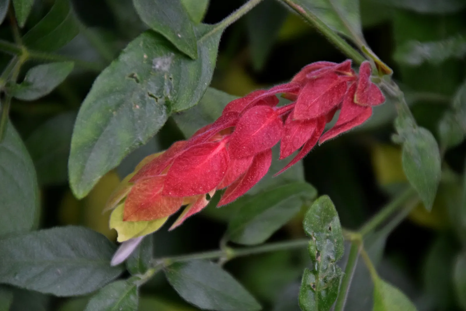 Shrimp Plant (Justicia Brandegeeana) — It prefers a warm climate and is best situated in partial shade; attracts hummingbirds and butterflies, image 212