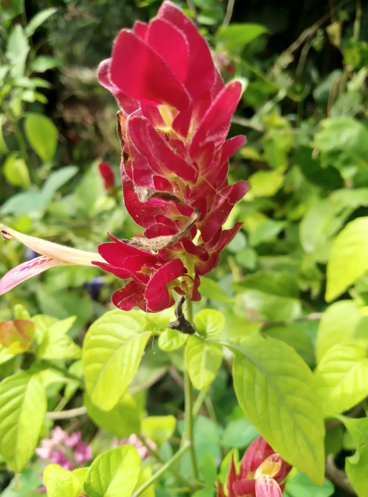Shrimp Plant (Justicia Brandegeeana) — Delivering moderate water needs; shrub with multi-colored and pink blooms, image 214
