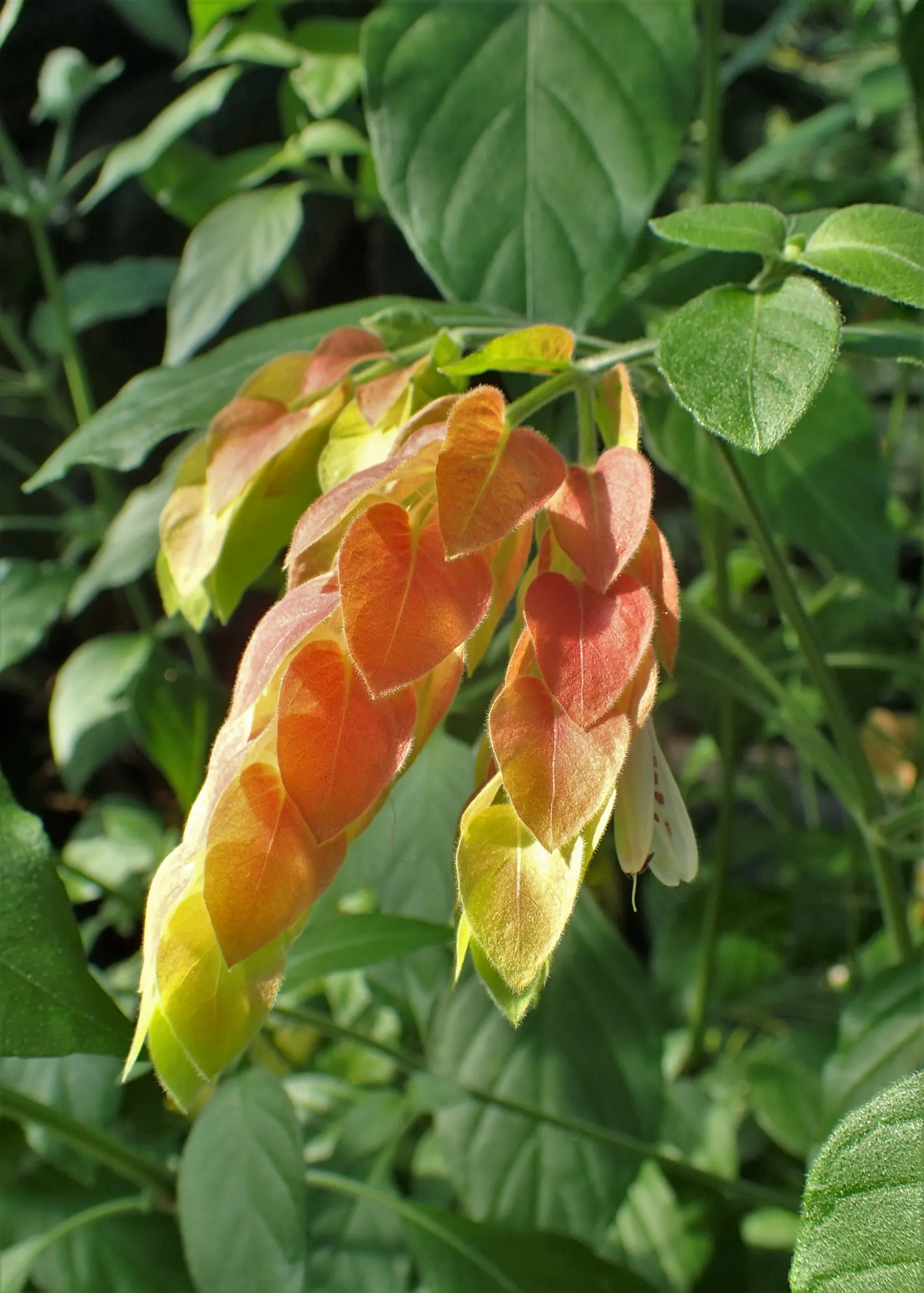 Shrimp Plant (Justicia Brandegeeana) — sunset orange.<br><br>Reaching heights of 3 to 4 feet with a spread equally as wide; though it's advisable, image 166