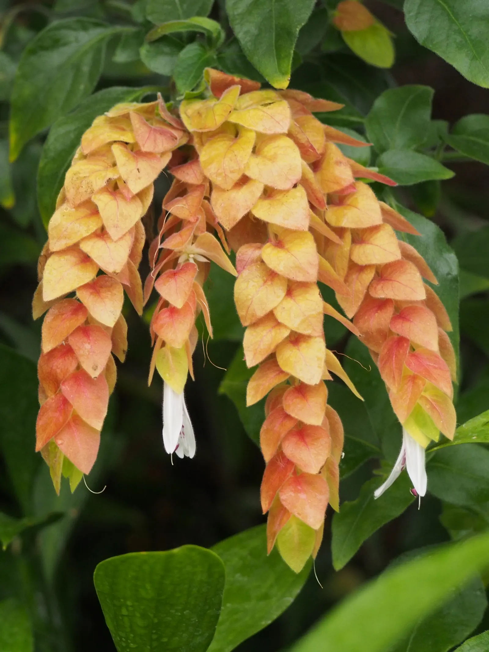 Shrimp Plant (Justicia Brandegeeana) — shrub for half; regular pruning will maintain its bushy appearance and promote continuous flowering, image 176