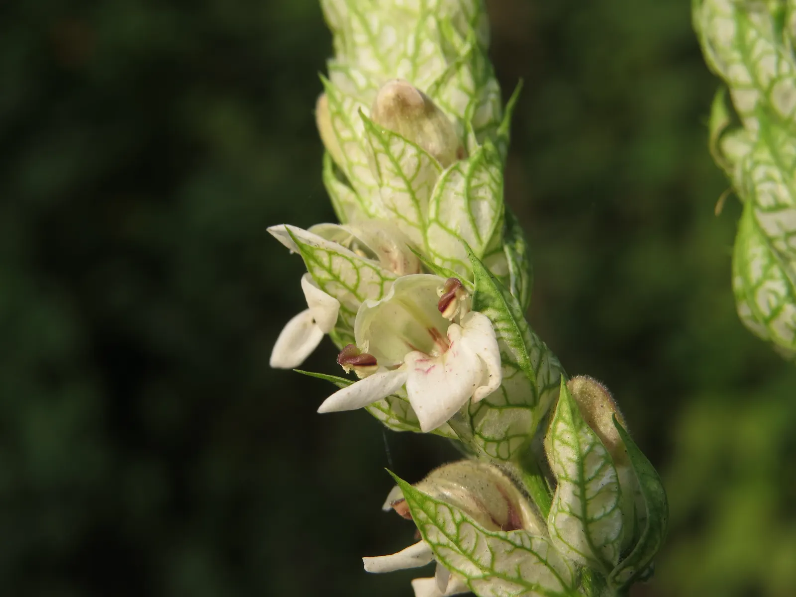 Shrimp Plant (Justicia Brandegeeana) — scientifically known as Justicia brandegeeana; is a captivating perennial that adds a touch of the tropics, image 74