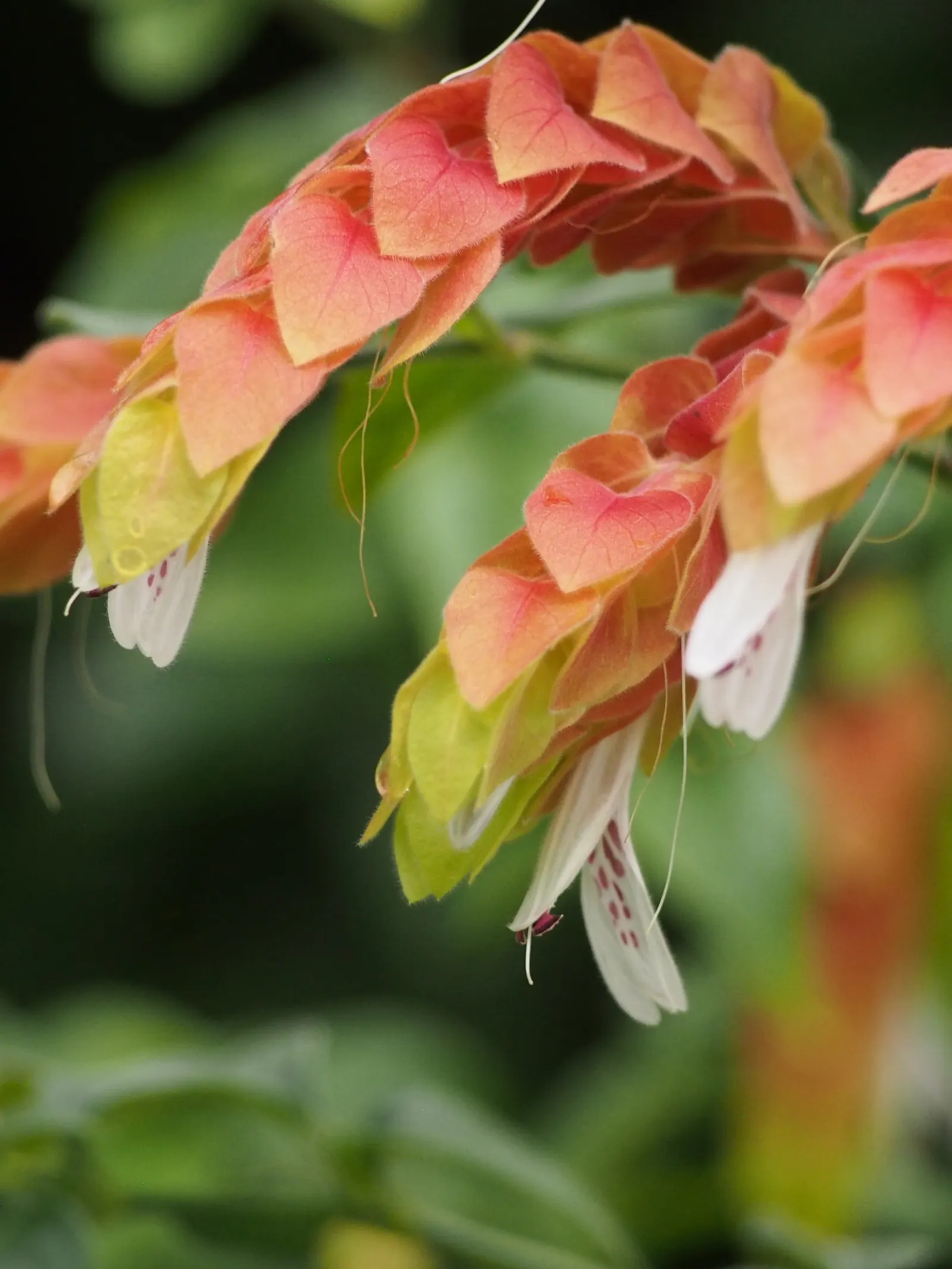 Shrimp Plant (Justicia Brandegeeana) — though it's advisable to allow the soil to dry slightly between watering sessions; it prefers a warm climate, image 169