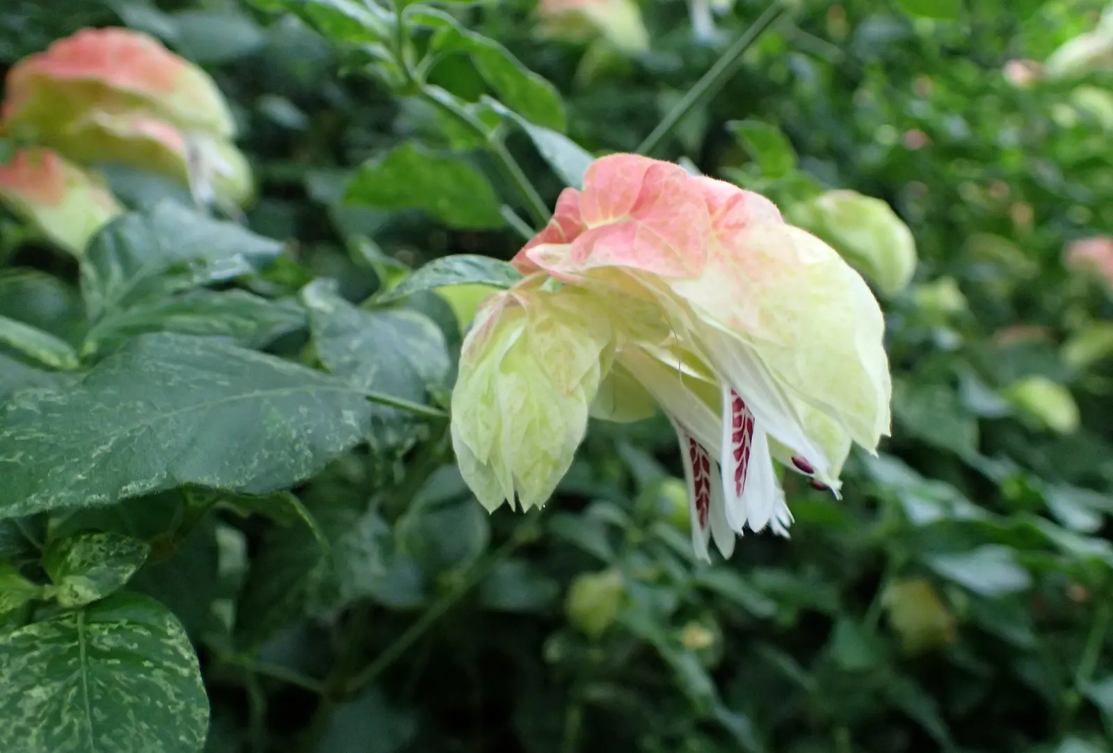 Shrimp Plant (Justicia Brandegeeana) — Attracts hummingbirds and butterflies; is an evergreen perennial that enlivens gardens with its unique, image 205