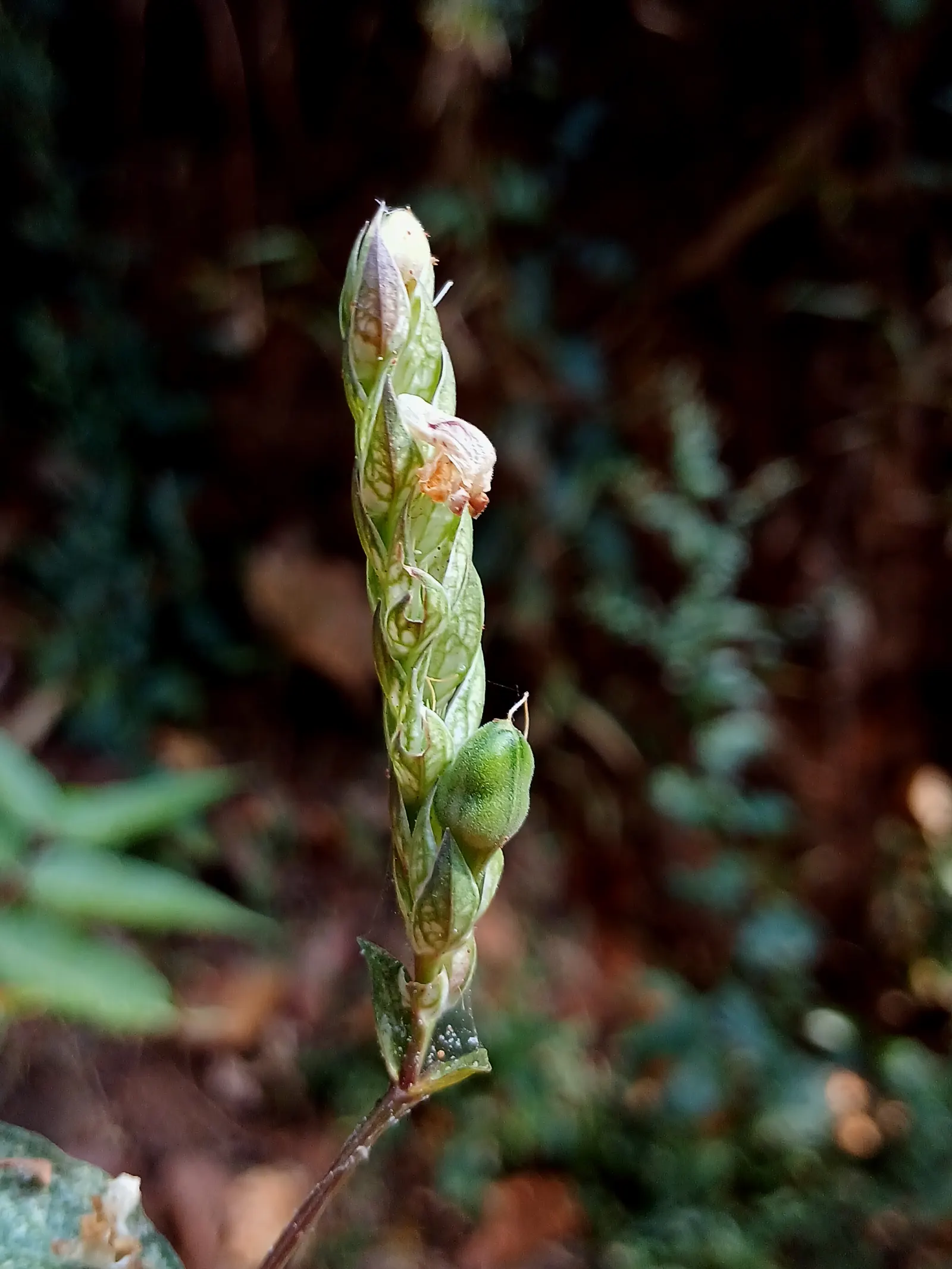 Shrimp Plant (Justicia Brandegeeana) — slow-release fertilizer to encourage robust growth and a prolific display of its distinctive; pruning, image 83