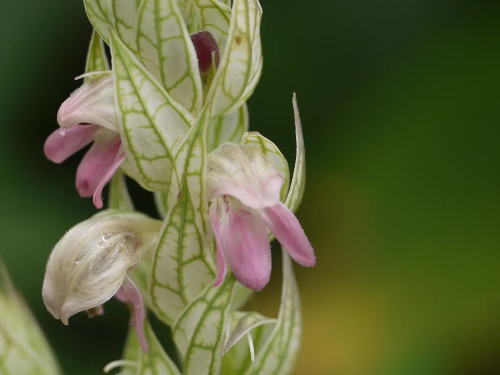 Shrimp Plant (Justicia Brandegeeana) — with a mature height of 3-4 feet and a spread of 2-3 feet; this ornamental offers year-round appeal in zones, image 92