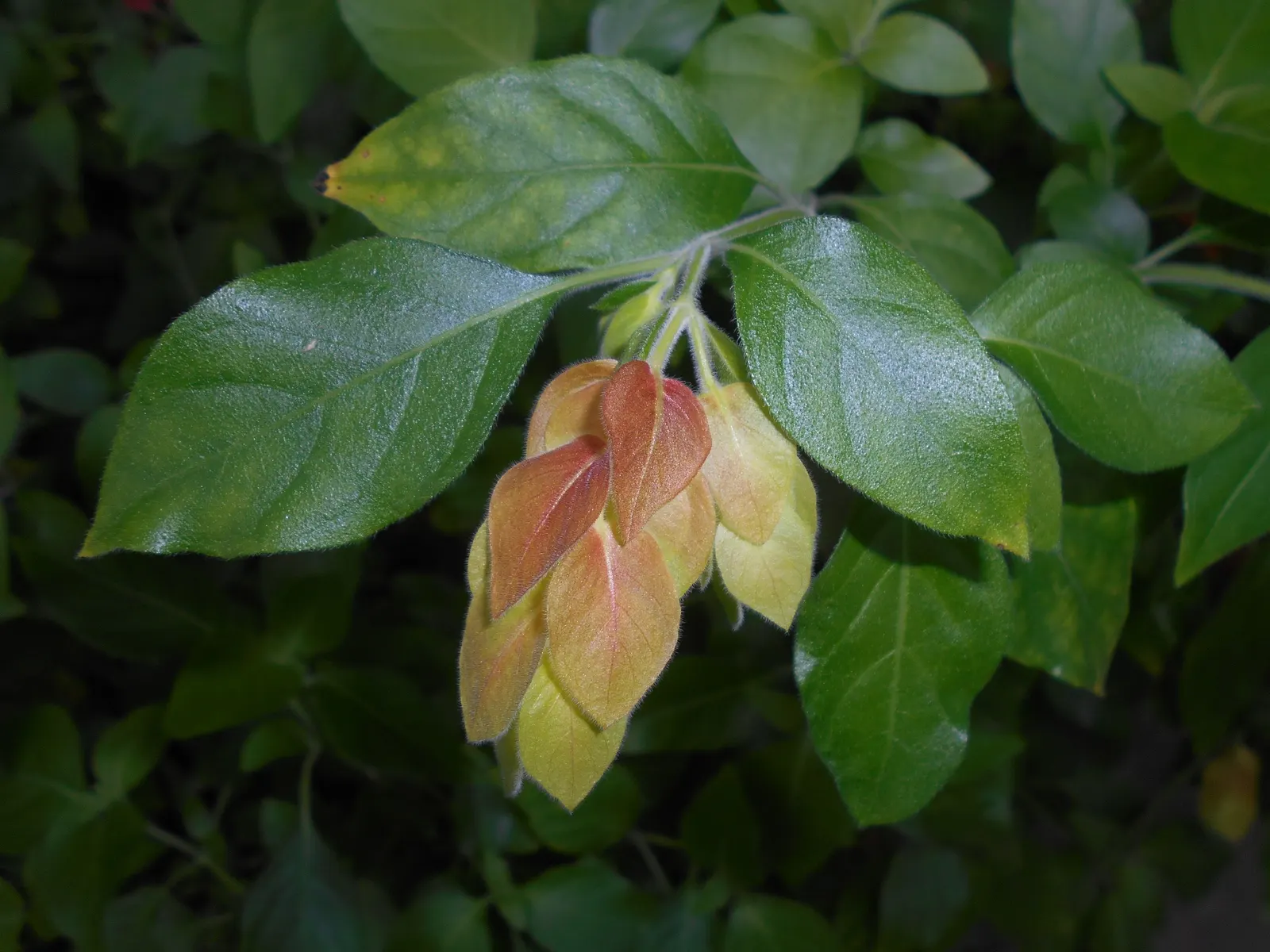 Shrimp Plant (Justicia Brandegeeana) — the Shrimp Plant thrives in USDA hardiness zones 9 to 11; shrub for half, image 189
