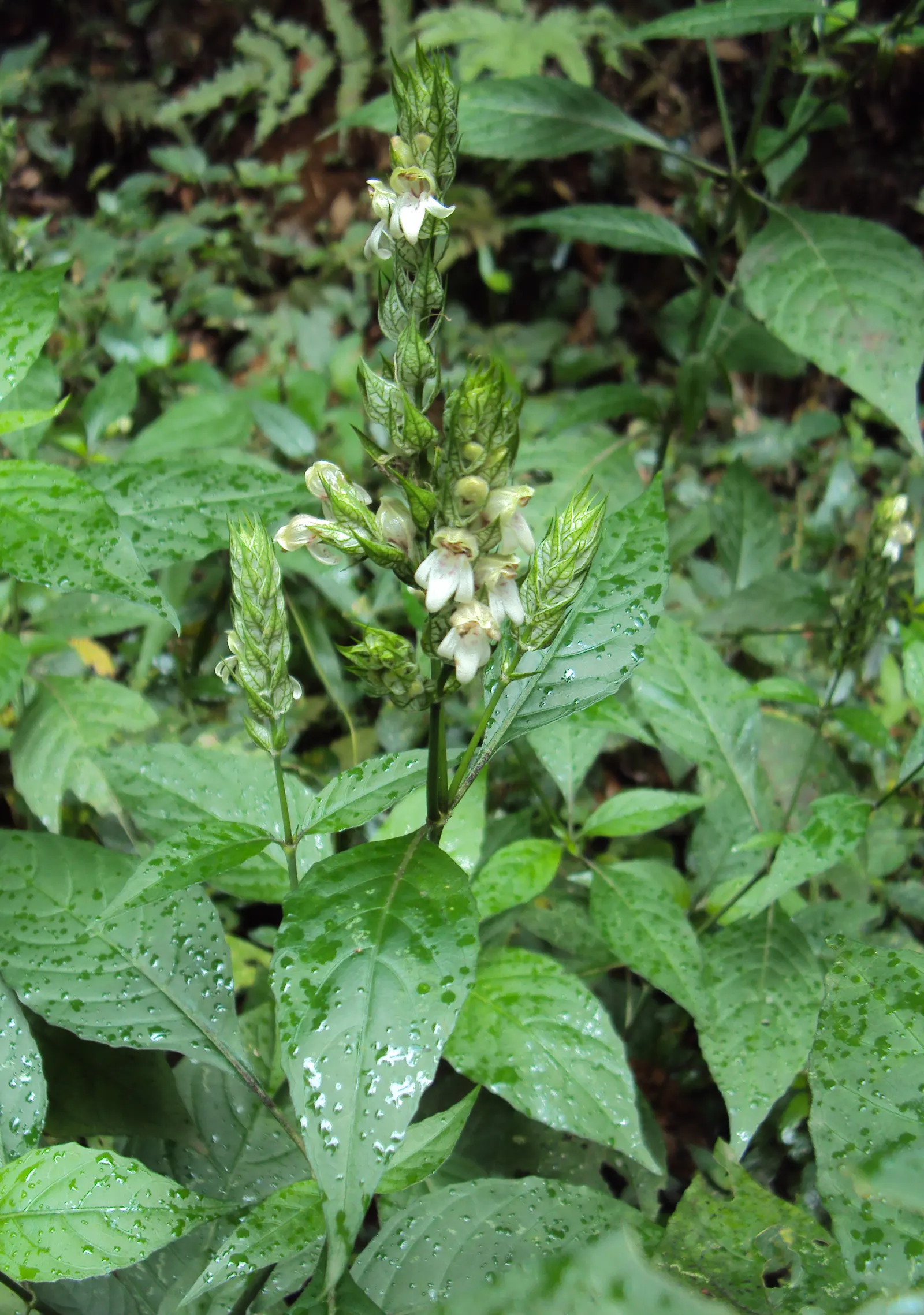 Shrimp Plant (Justicia Brandegeeana) — the Shrimp Plant thrives in USDA hardiness zones 9 to 11; shrub for half, image 79