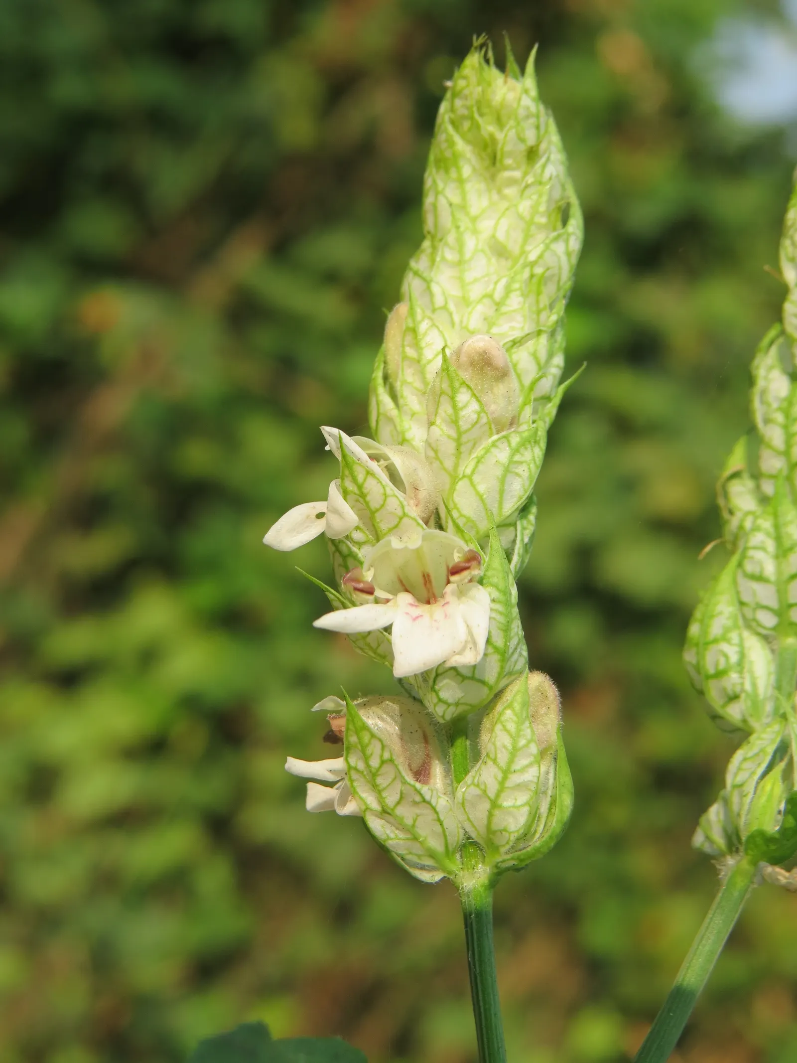 Shrimp Plant (Justicia Brandegeeana) — This ornamental offers year-round appeal in zones 9-11; making it an excellent choice for a garden that, image 69