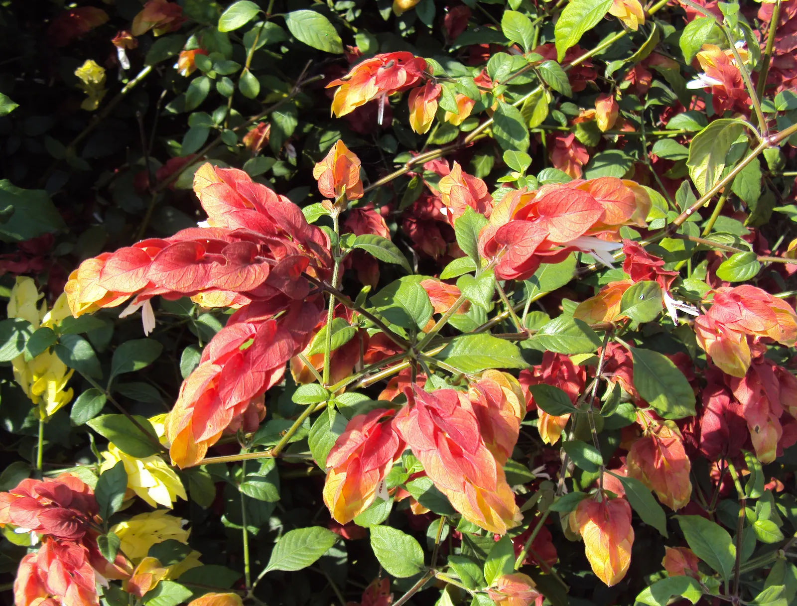 Shrimp Plant (Justicia Brandegeeana) — shrimp-like bracts that showcase an intriguing blend of colors; scientifically known as Justicia brandegeeana, image 187
