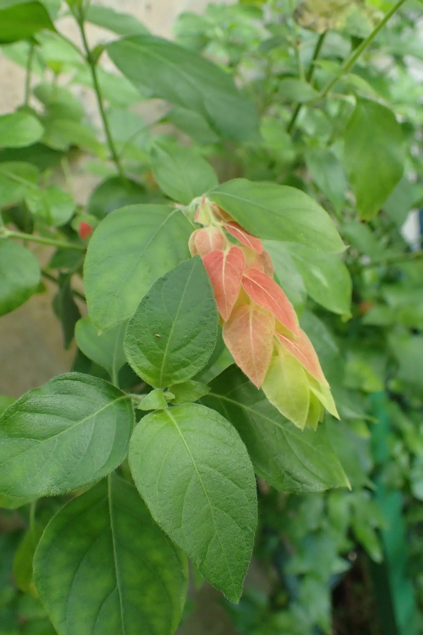 Shrimp Plant (Justicia Brandegeeana) — Delivering moderate water needs; shrub with multi-colored and pink blooms, image 170