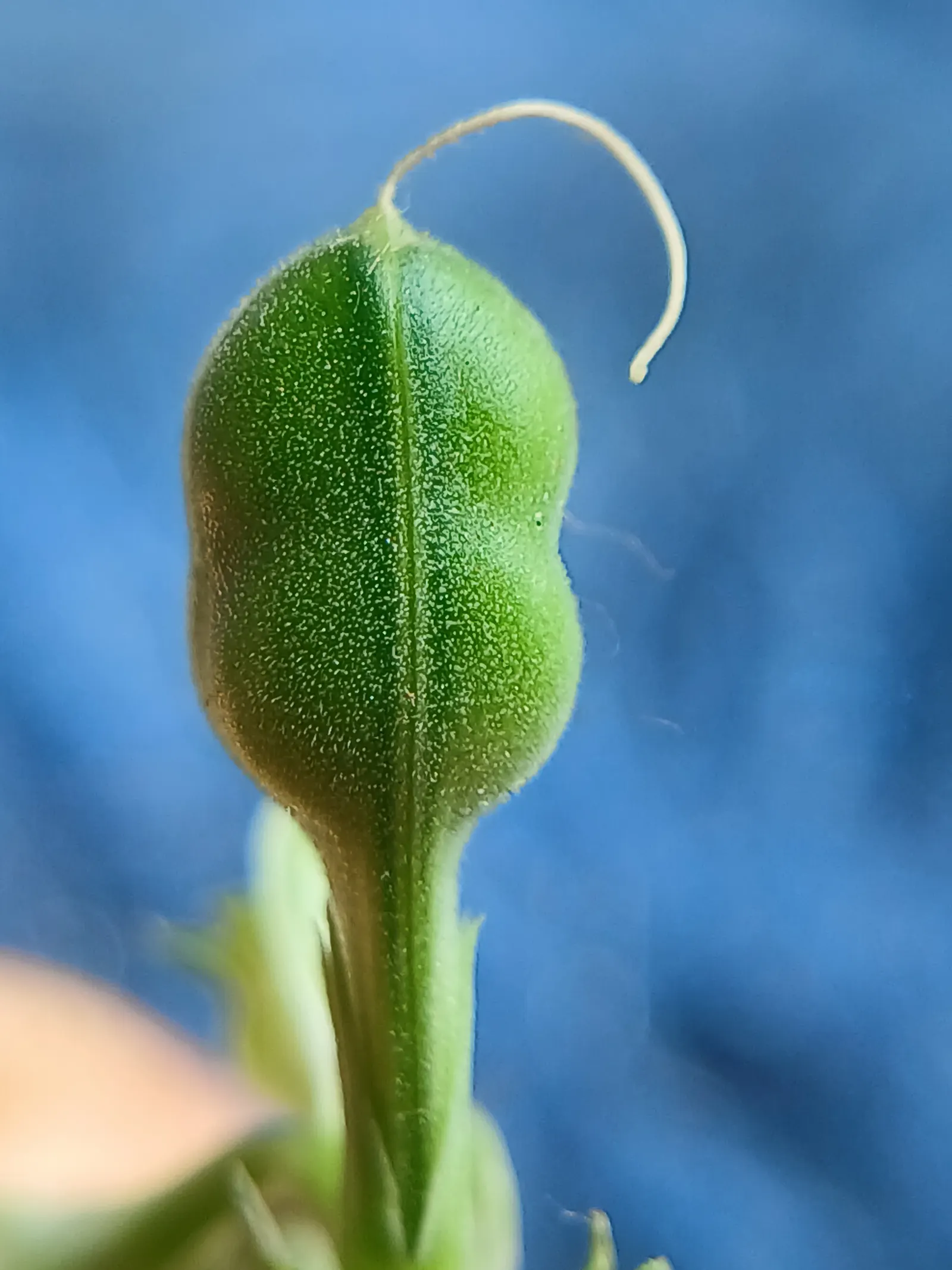Shrimp Plant (Justicia Brandegeeana) — shrimp-like bracts that showcase an intriguing blend of colors; scientifically known as Justicia brandegeeana, image 99
