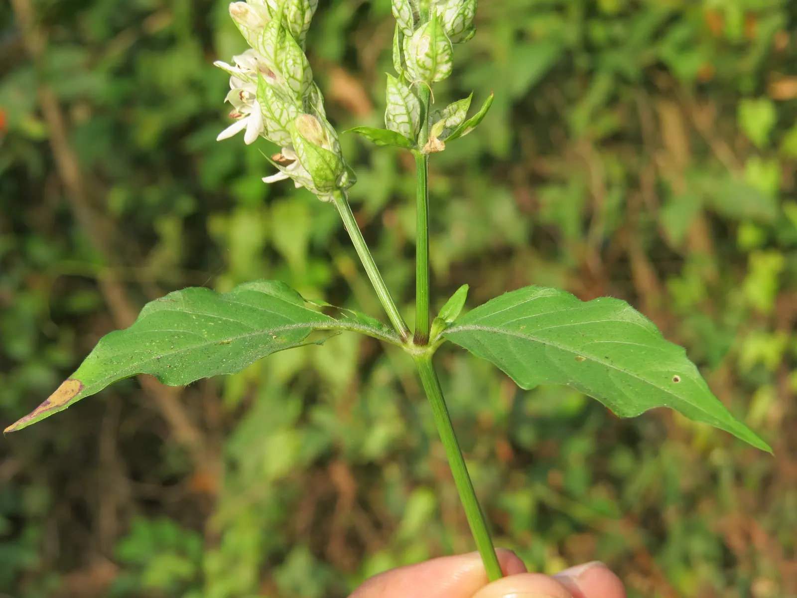 Shrimp Plant (Justicia Brandegeeana) — Preferring partial shade, it thrives in well-draining soil and requires moderate watering; this plant is, image 71