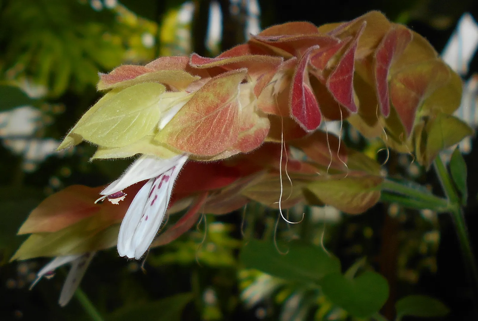 Shrimp Plant (Justicia Brandegeeana) — making it an excellent choice for a garden that doubles as a haven for wildlife; the Shrimp Plant thrives in, image 194